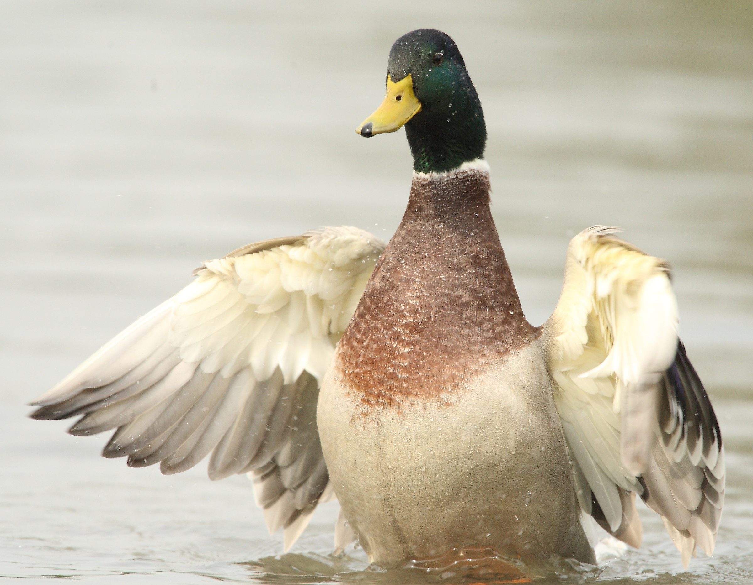 Queste sono le mie femmine...