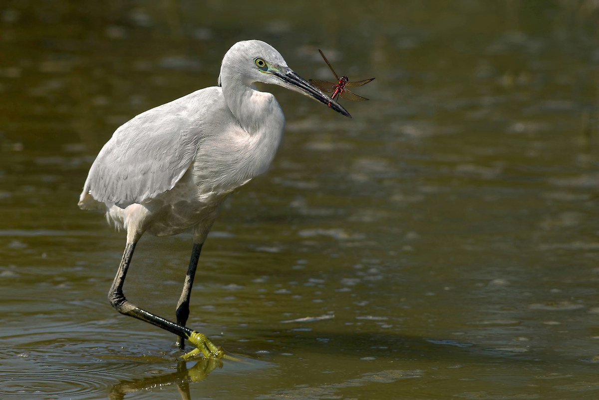 dragonfly with egret