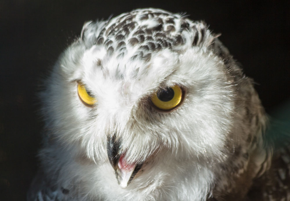 Snowy Owl