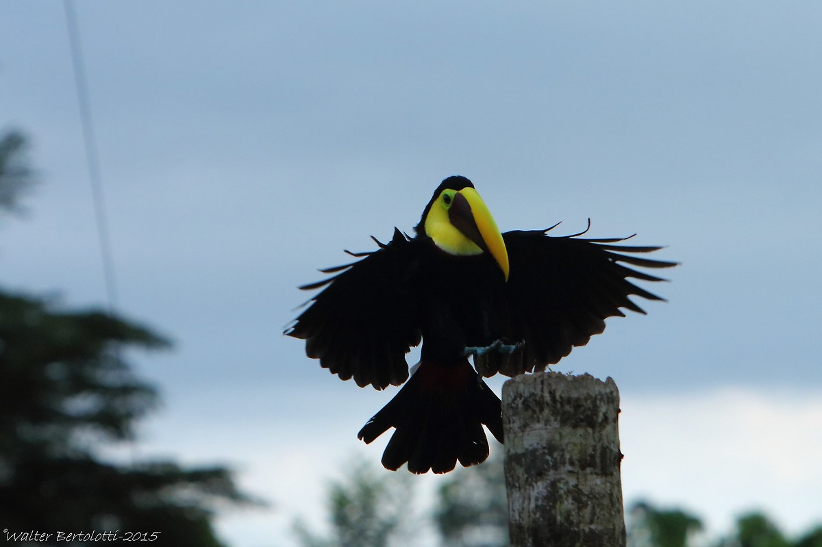 black-mandibled toucan (Ramphastos ambiguus)