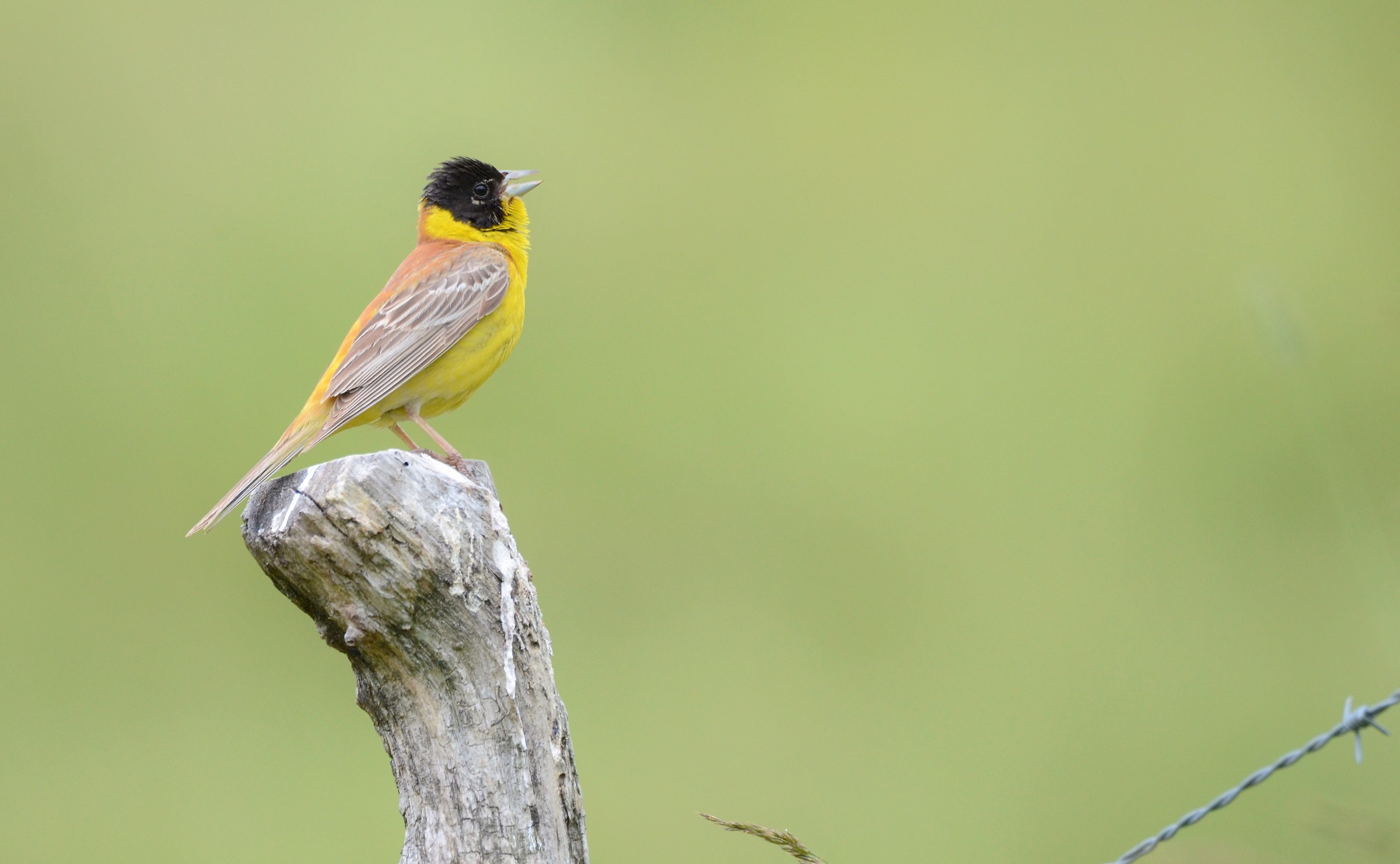 Black-headed Bunting