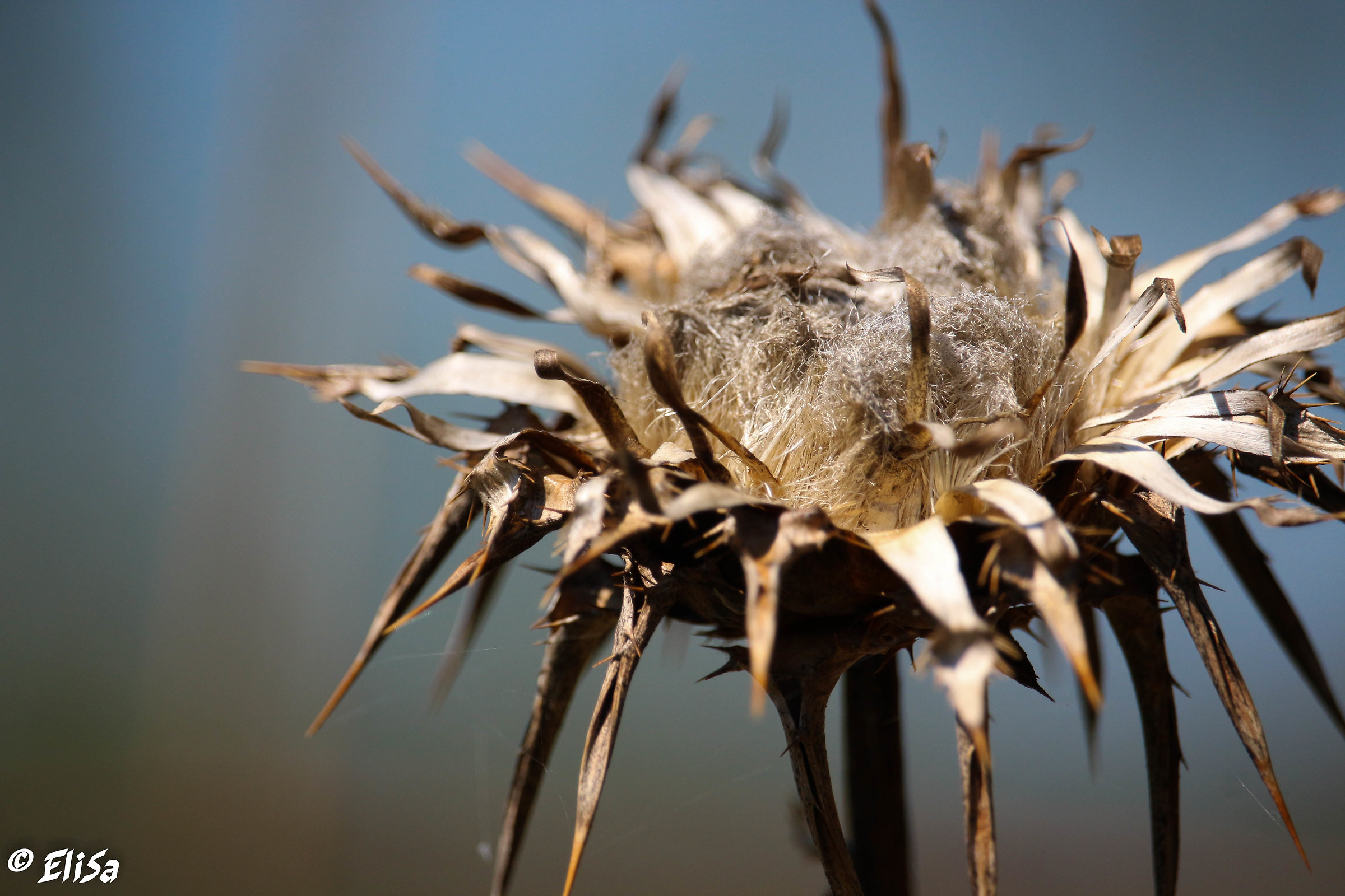 un tempo erano fiori