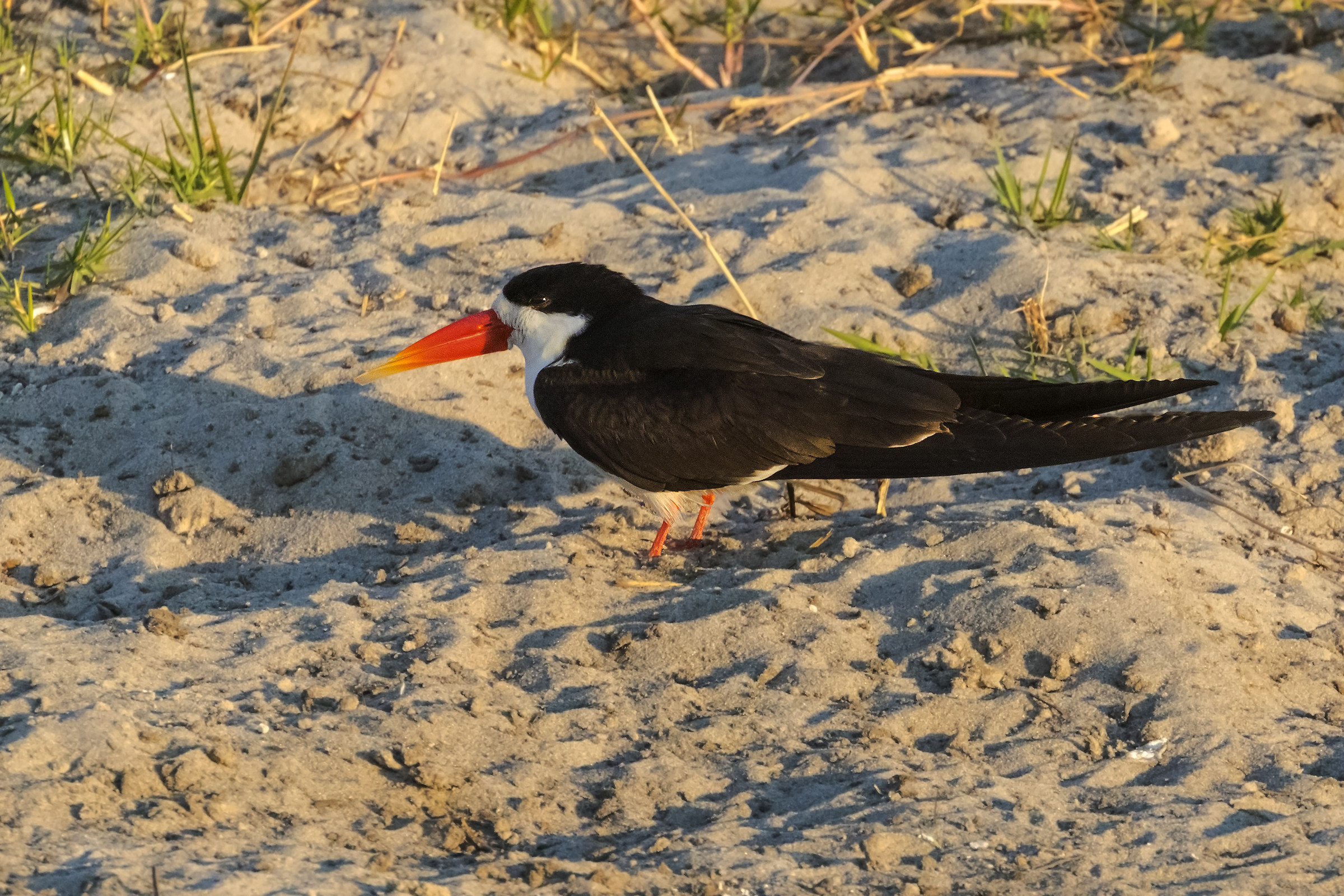 African Skimmer
