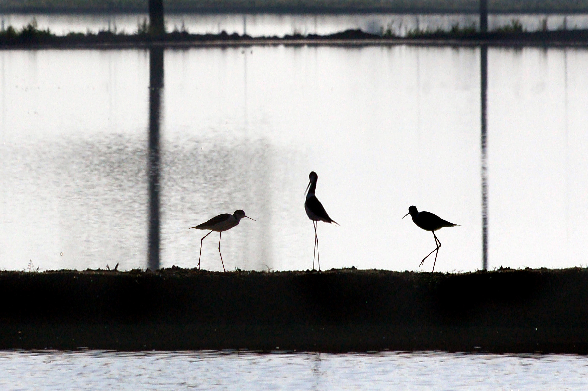 Dnza knights of Italy.