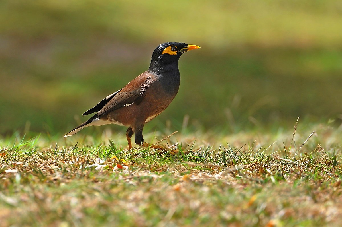 Myna