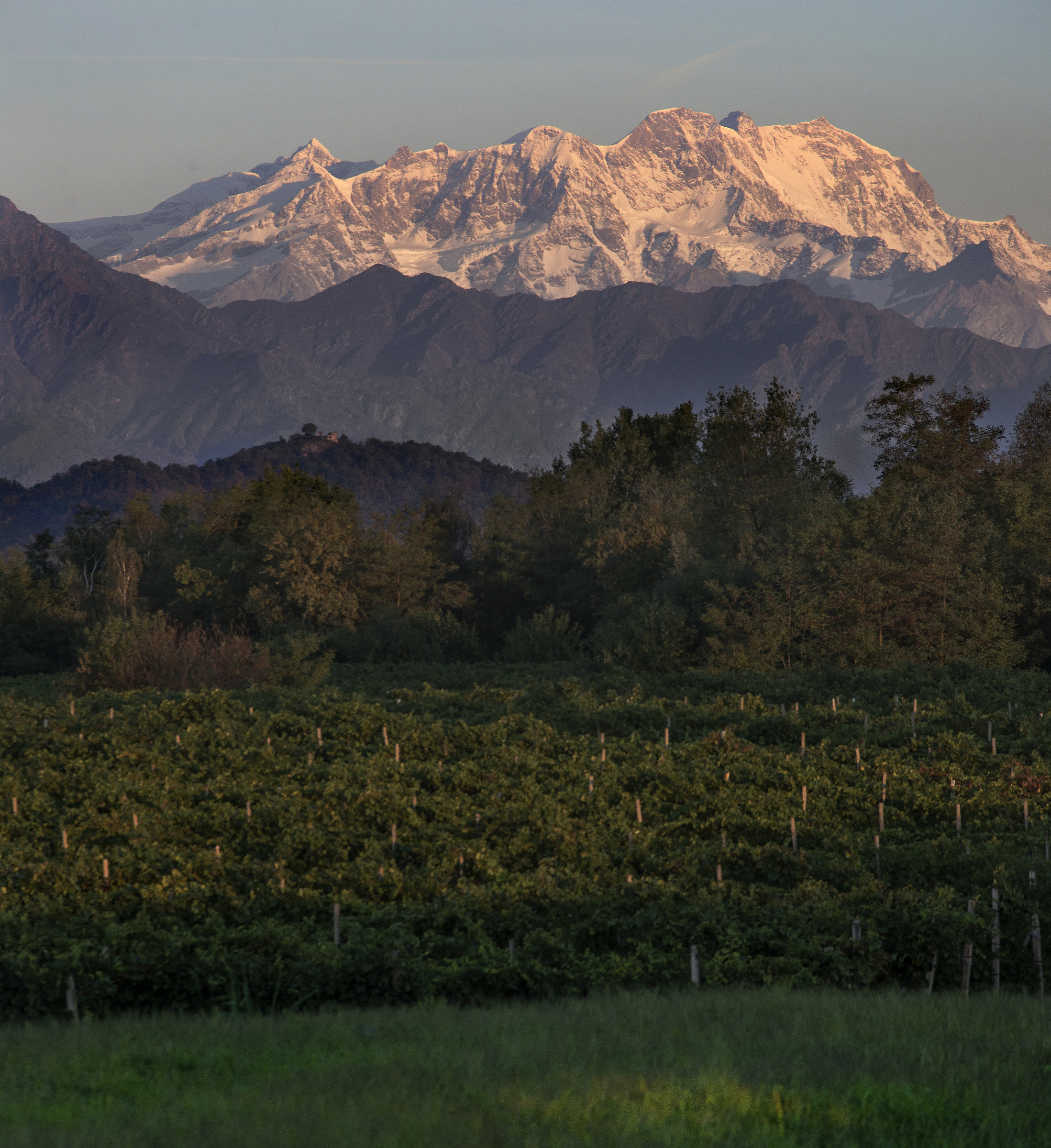 Monte Rosa in the vineyards harvest time