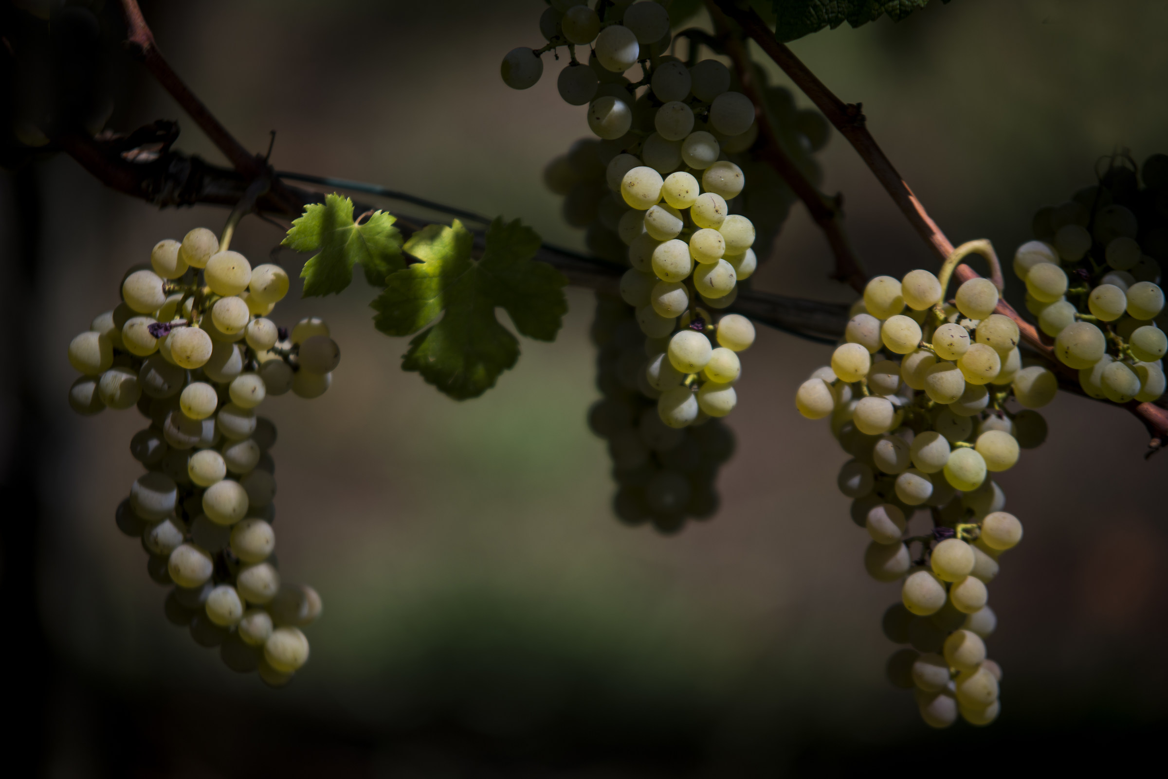 Grappoli di Greco Erbaluce Novarese