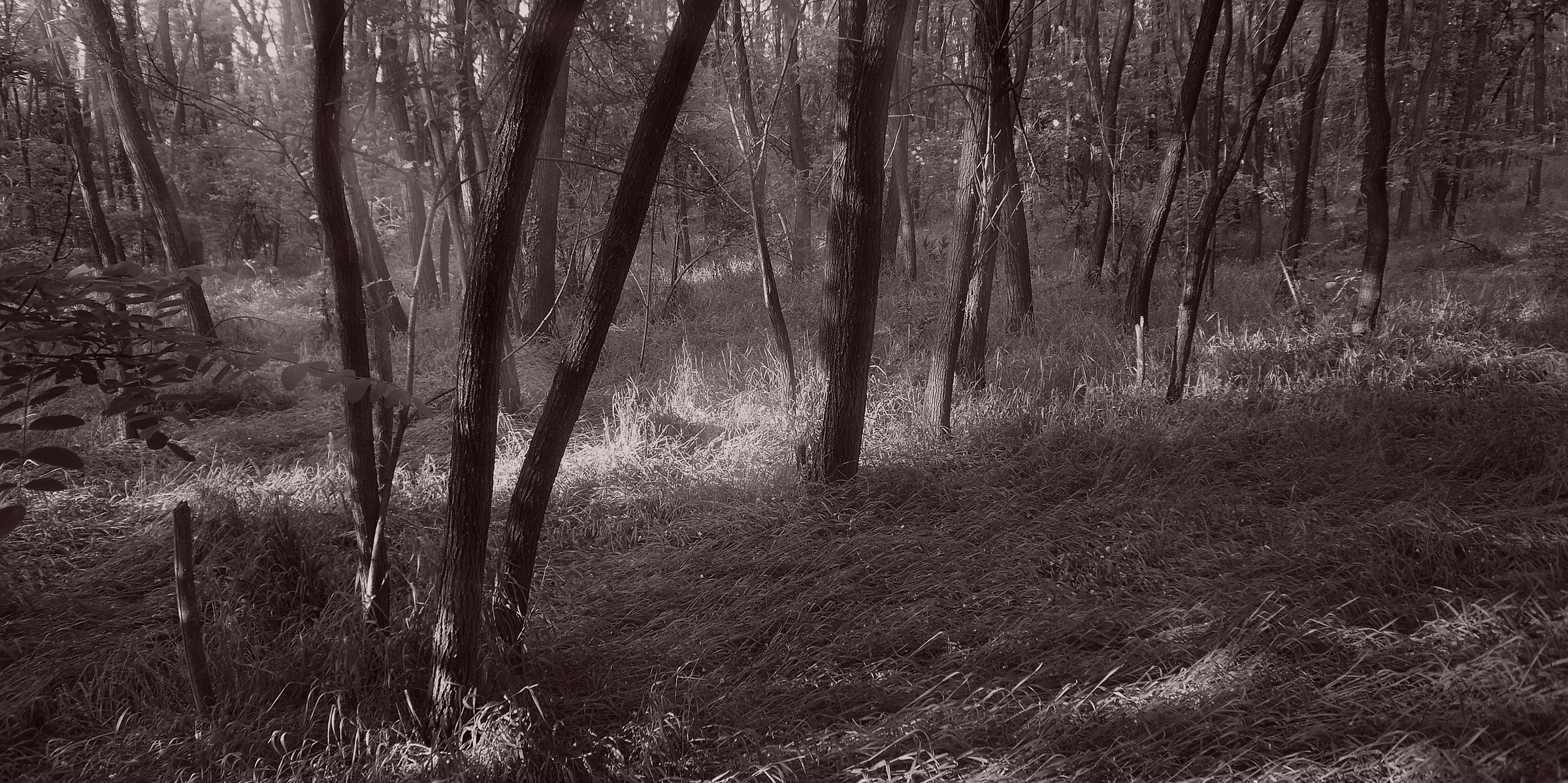 il sottobosco delle robinie