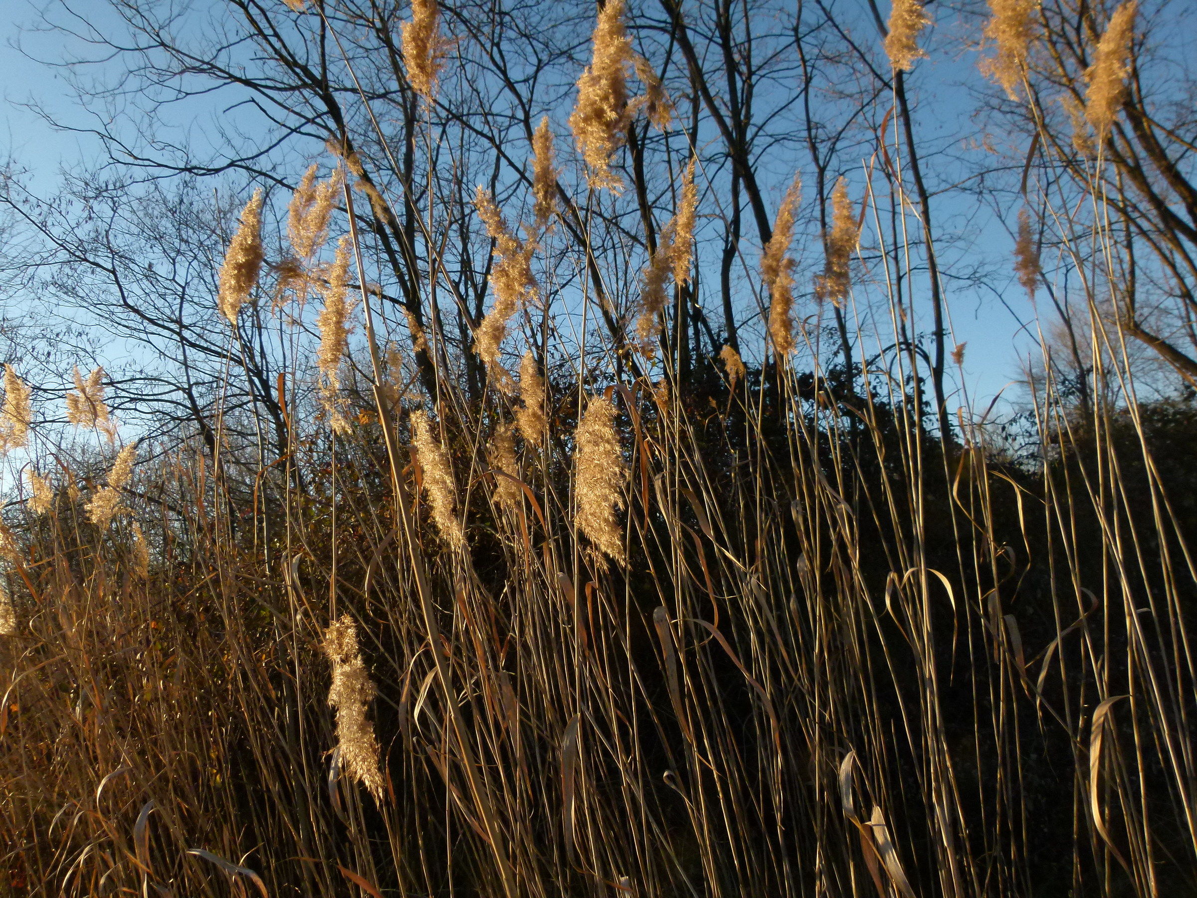 Canne degli stagni in collina