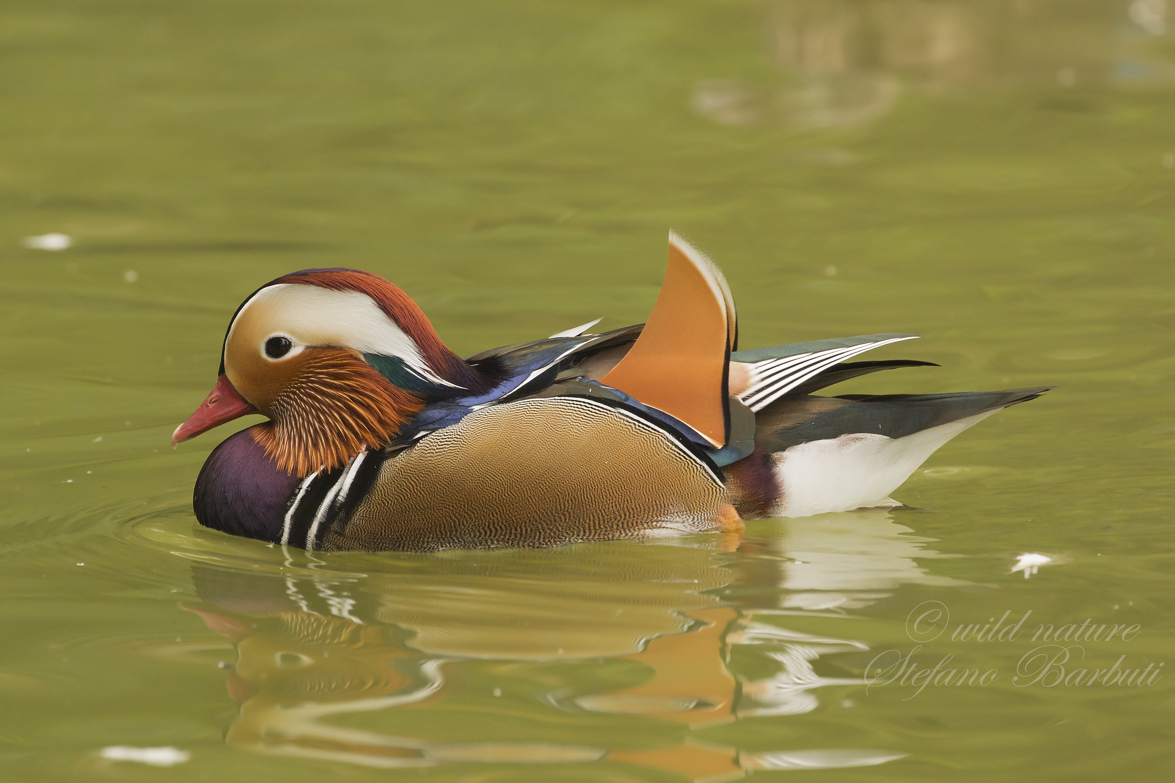 Anatra mandarina maschio