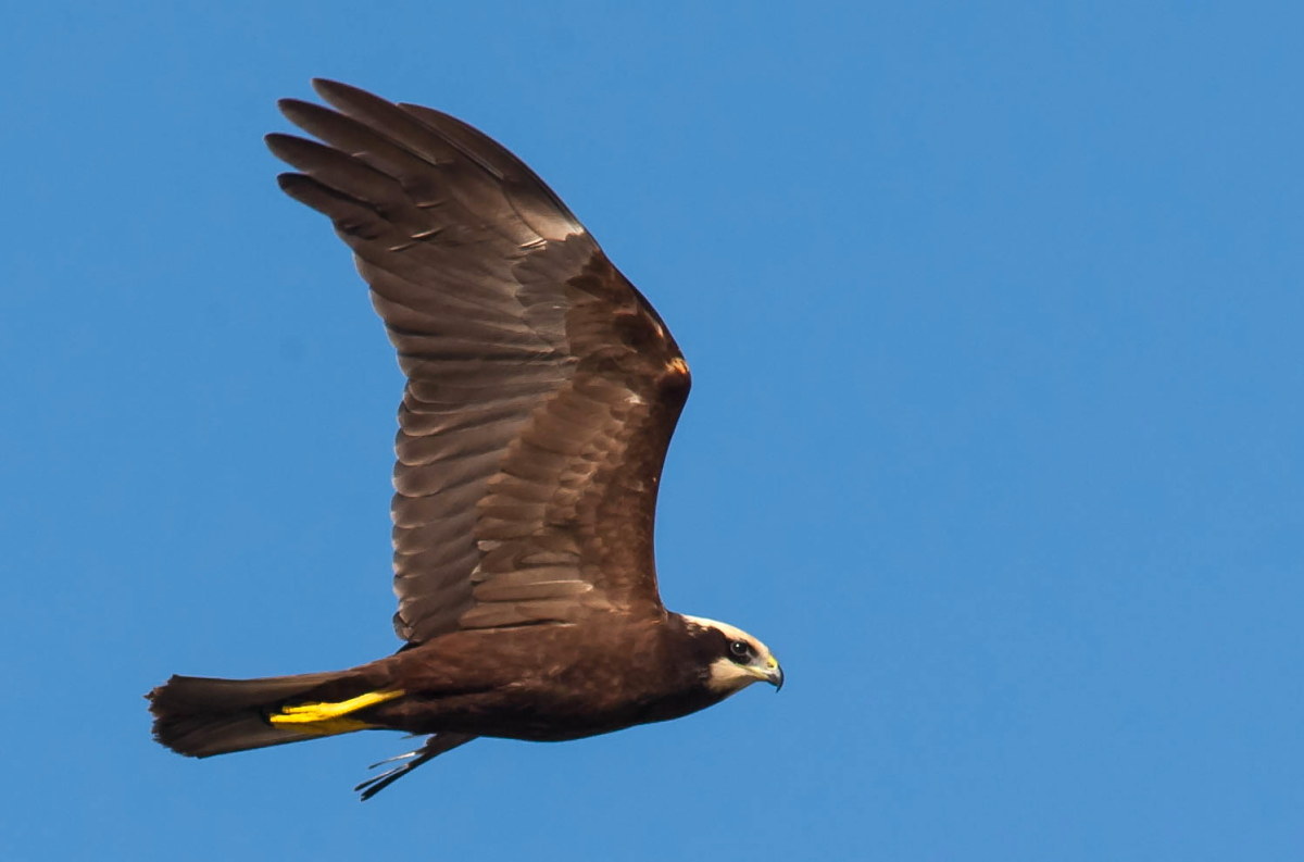 Marsh harrier