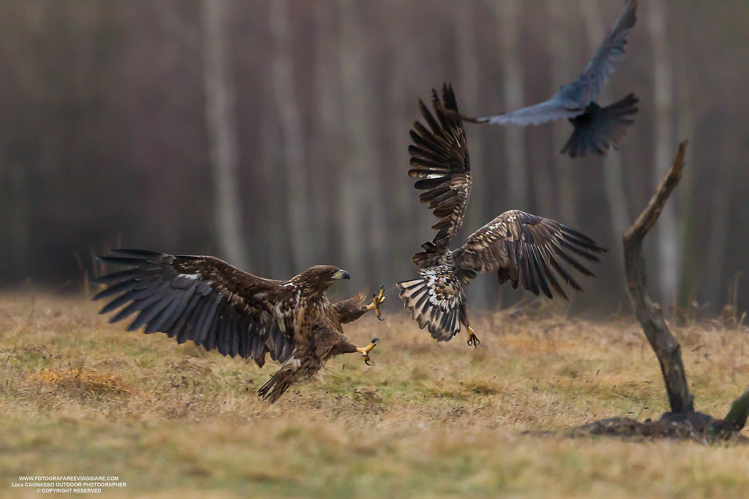 Aquile di mare in Polonia