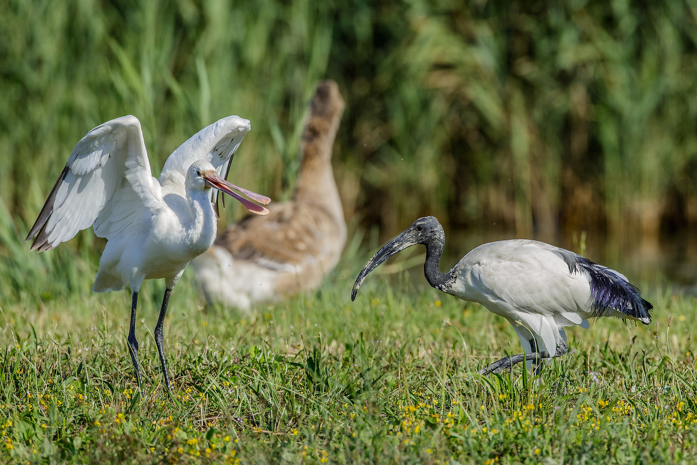 spatola e ibis sacro