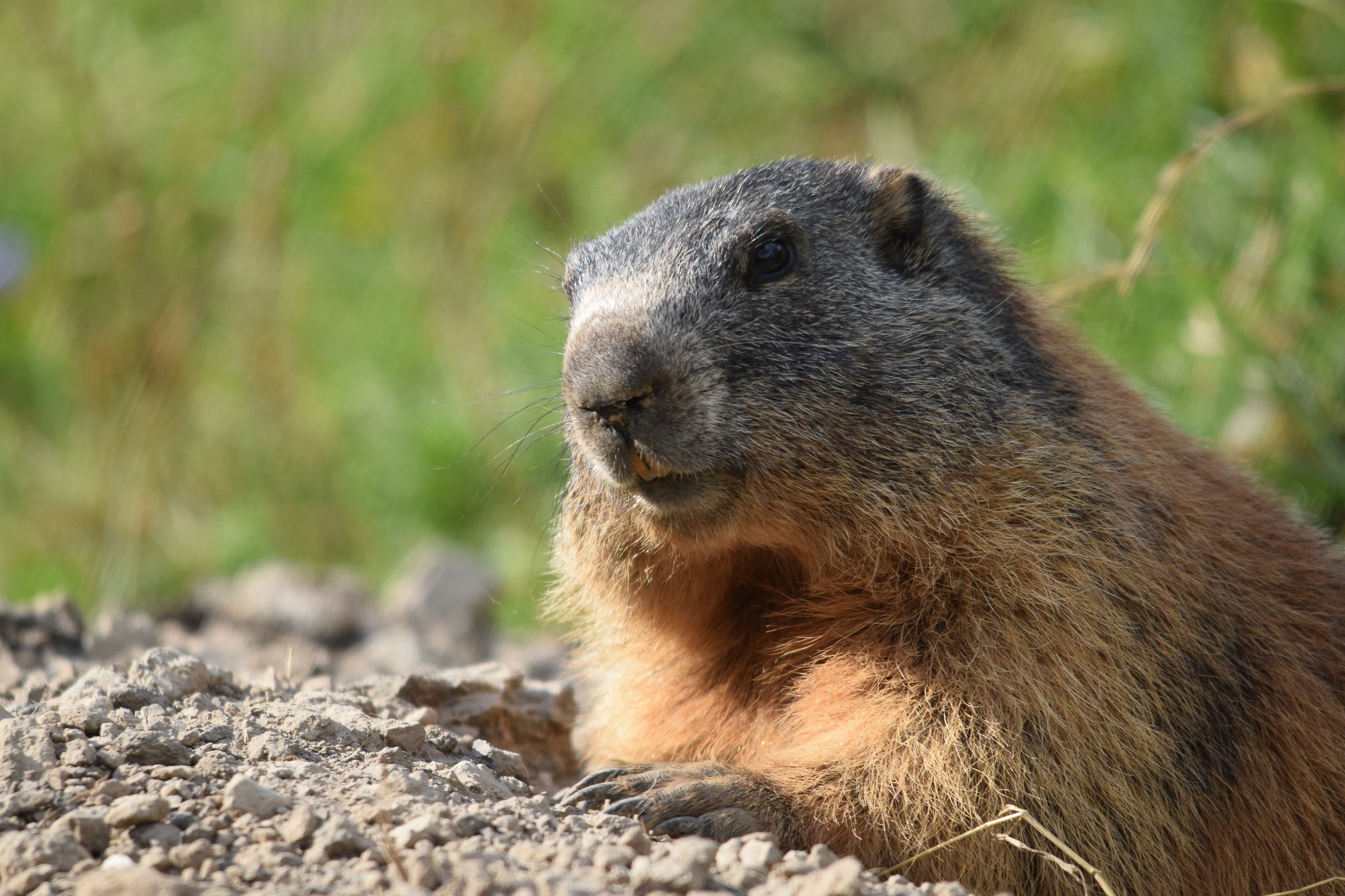 marmotta