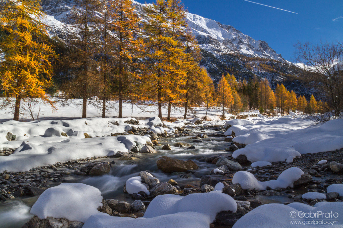 Autumn larches in Val Thures