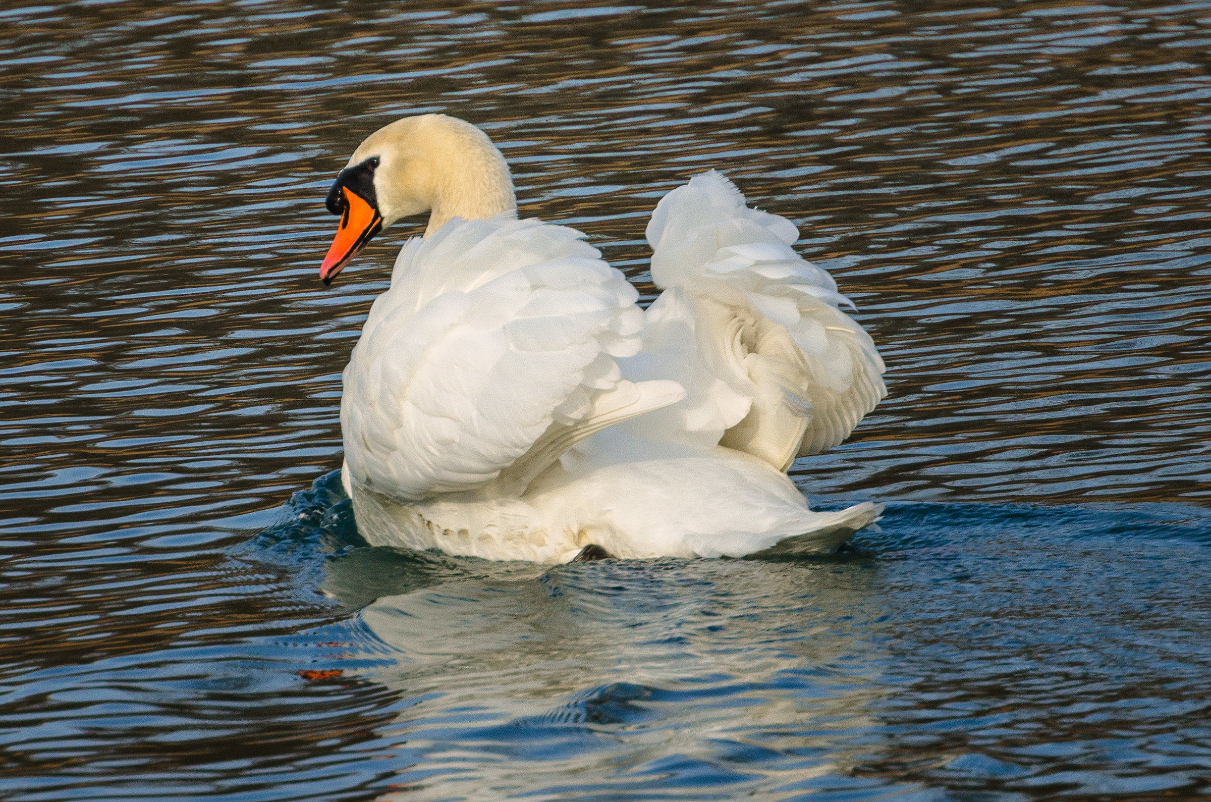 Swan