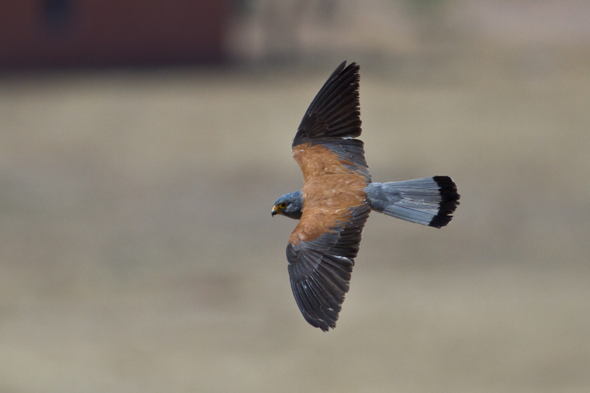 Lesser Kestrel