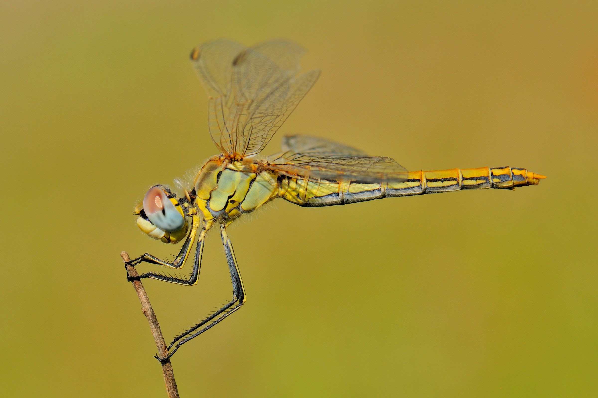 Libellula