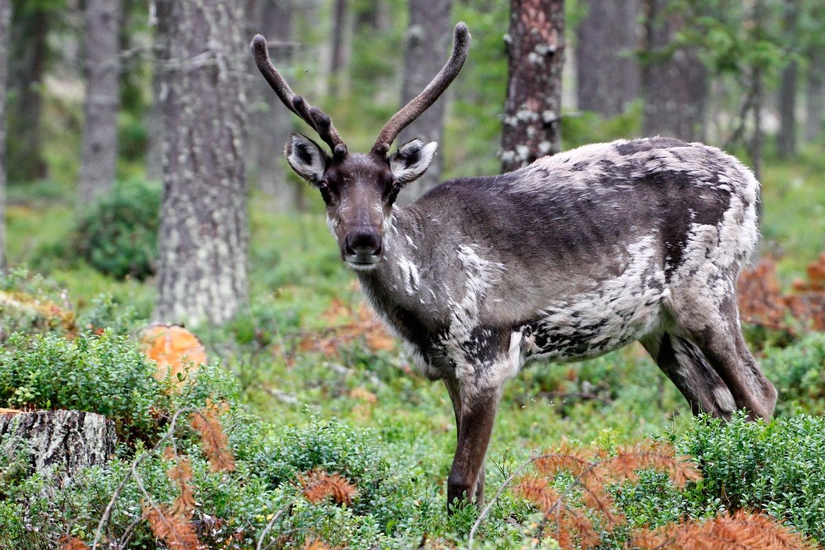 Renna (Rangifer Tarandus)