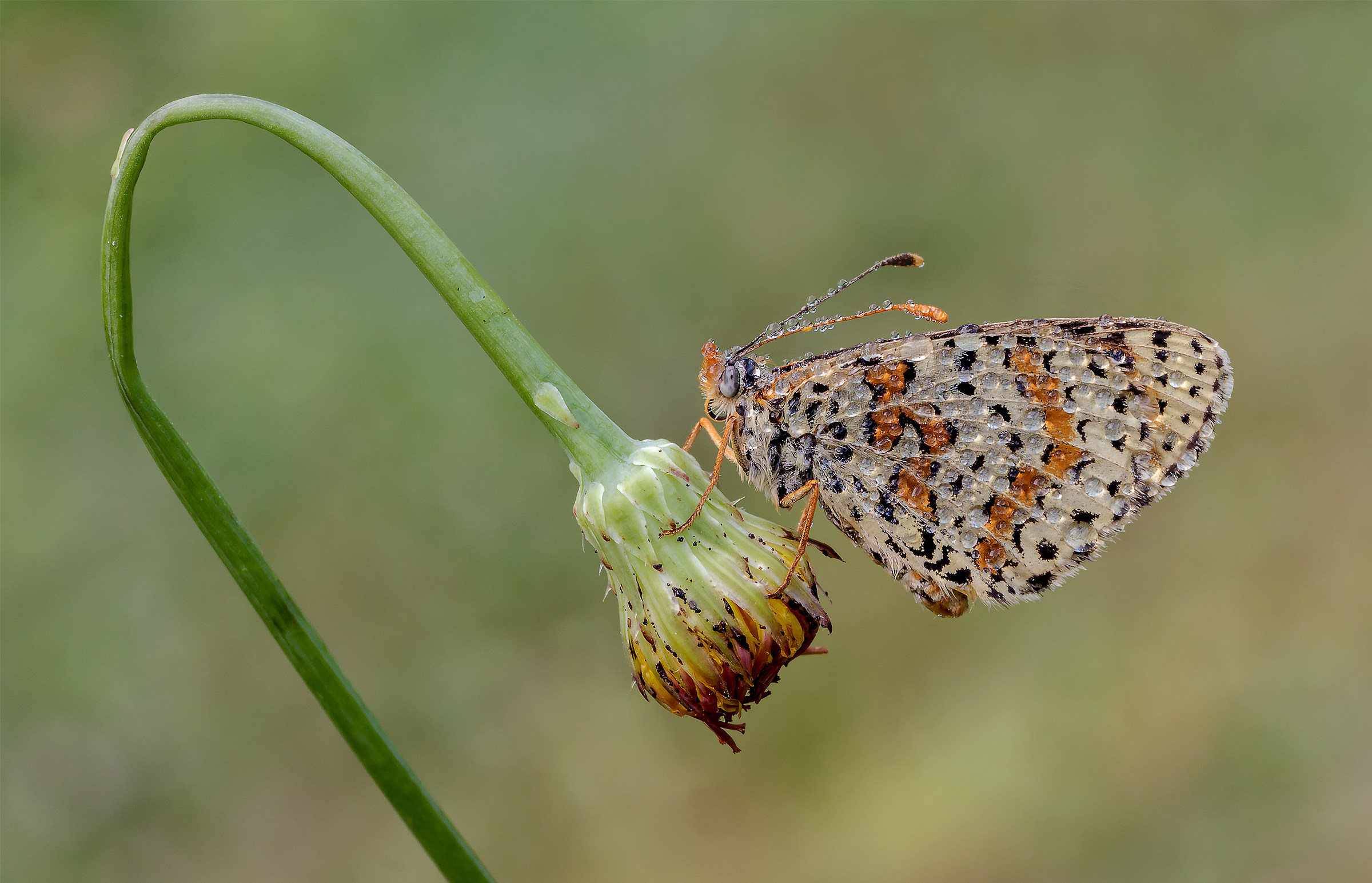 Melitaea didyma...