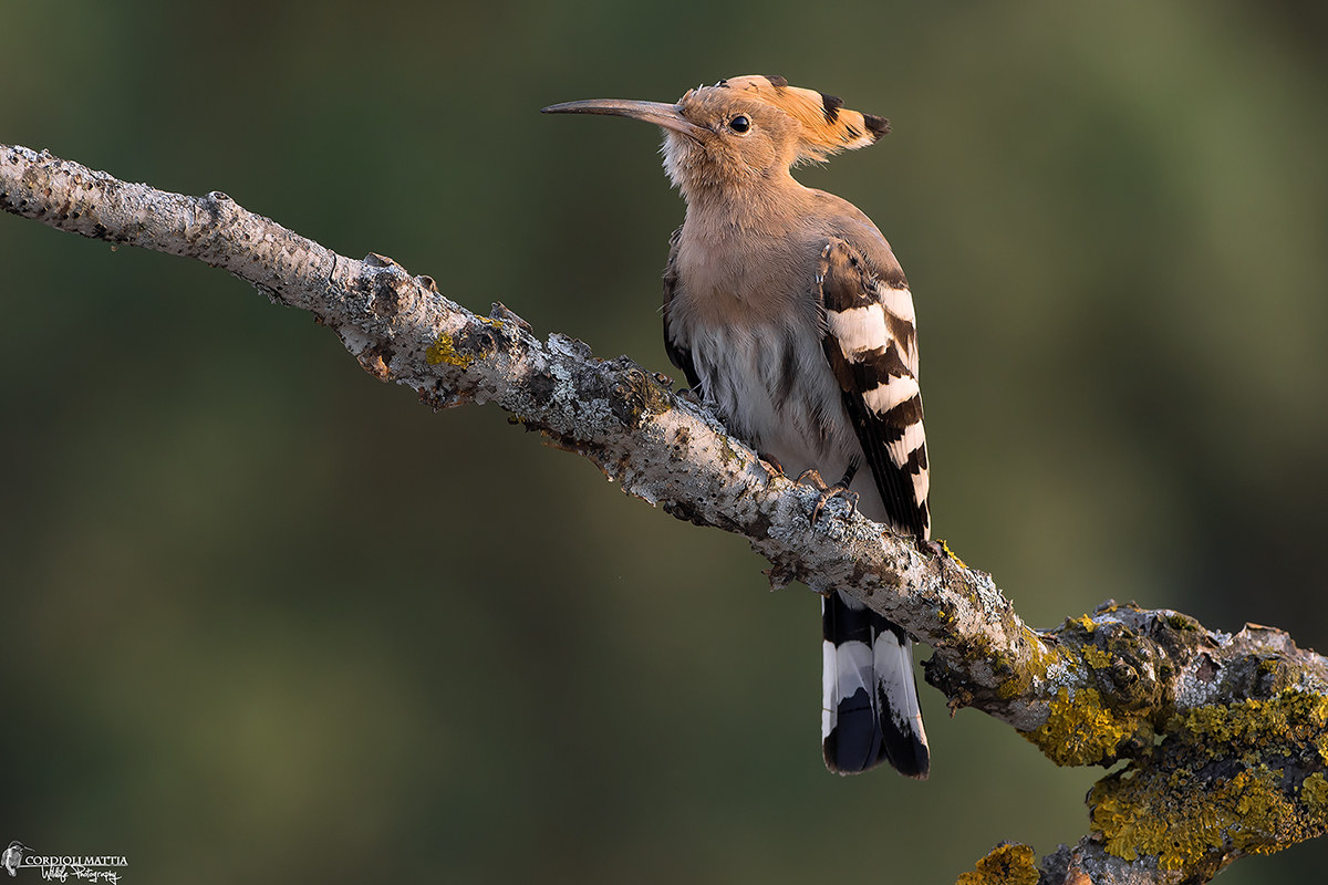 Young Hoopoe dawn ...