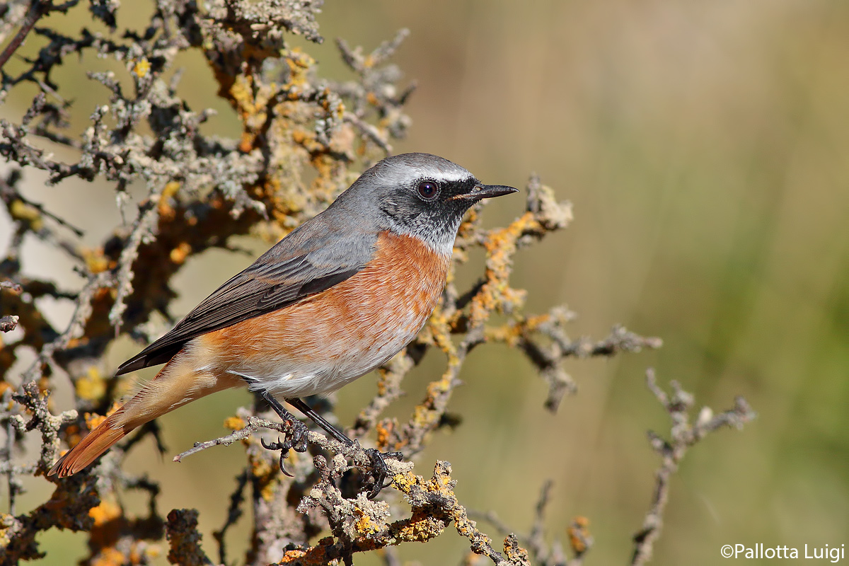 Redstart (Phoenicurus Phoenicurus)