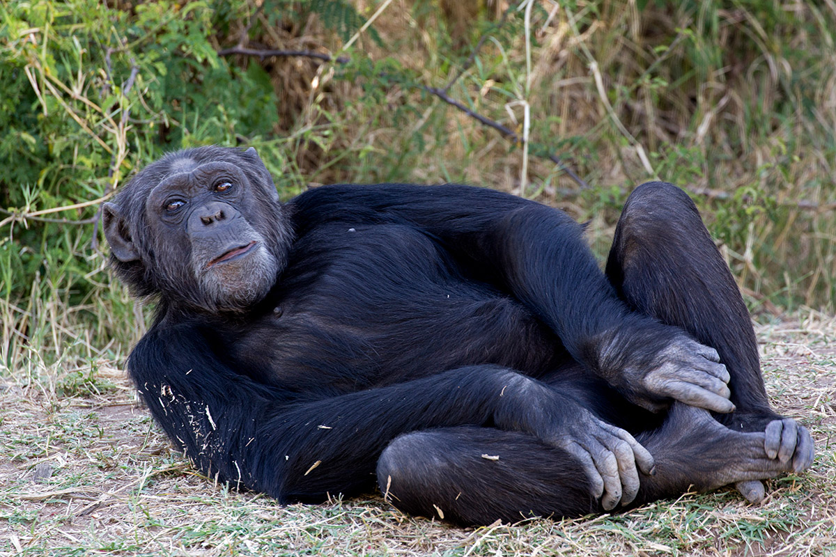 Che c'è da guardare?