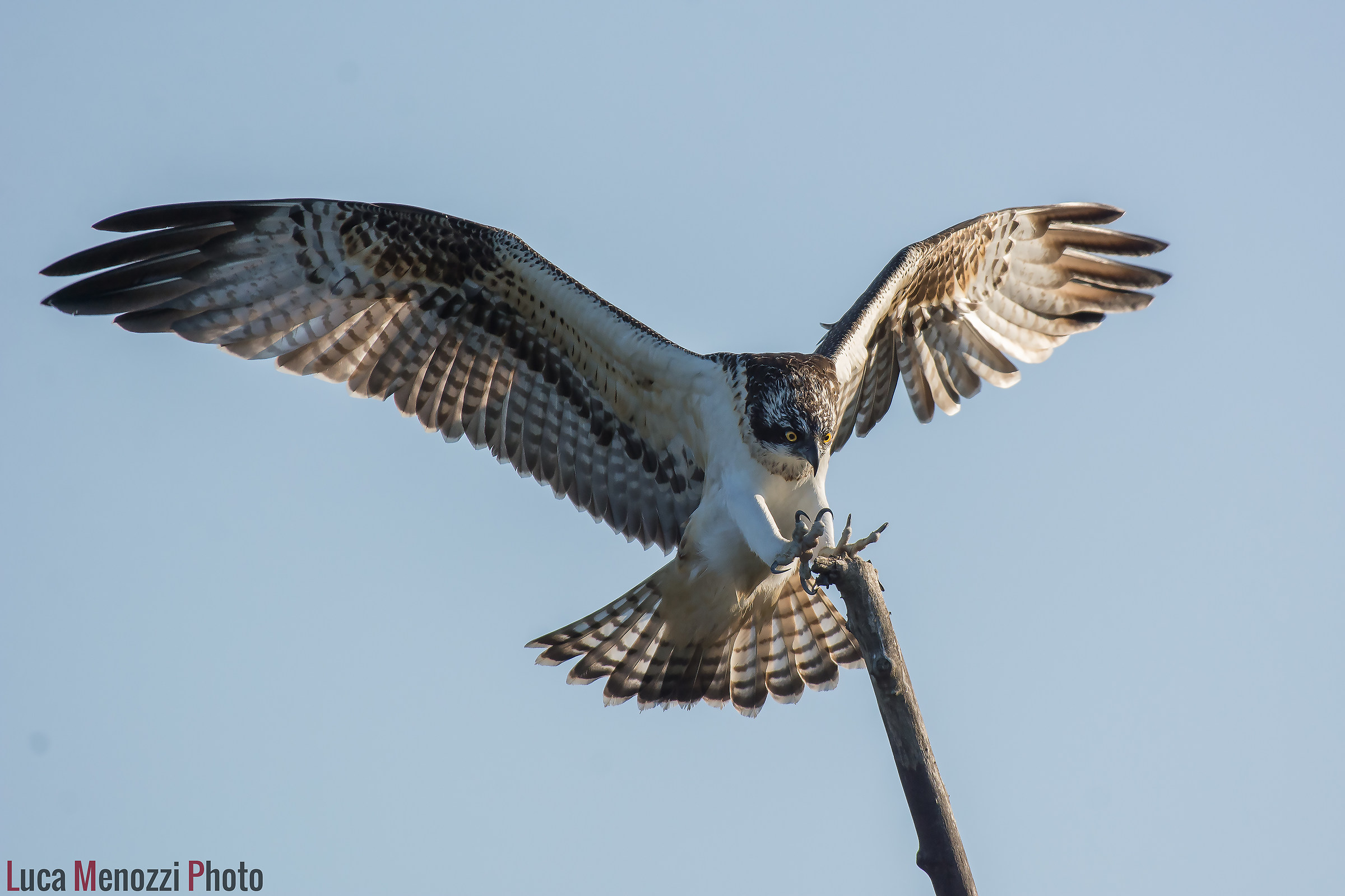Falco Pescatore in atterraggio