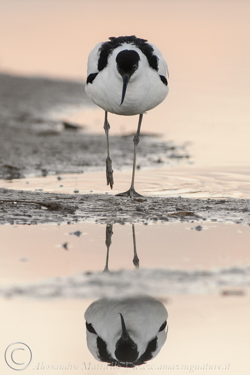 riflesso di avocetta nell'alba
