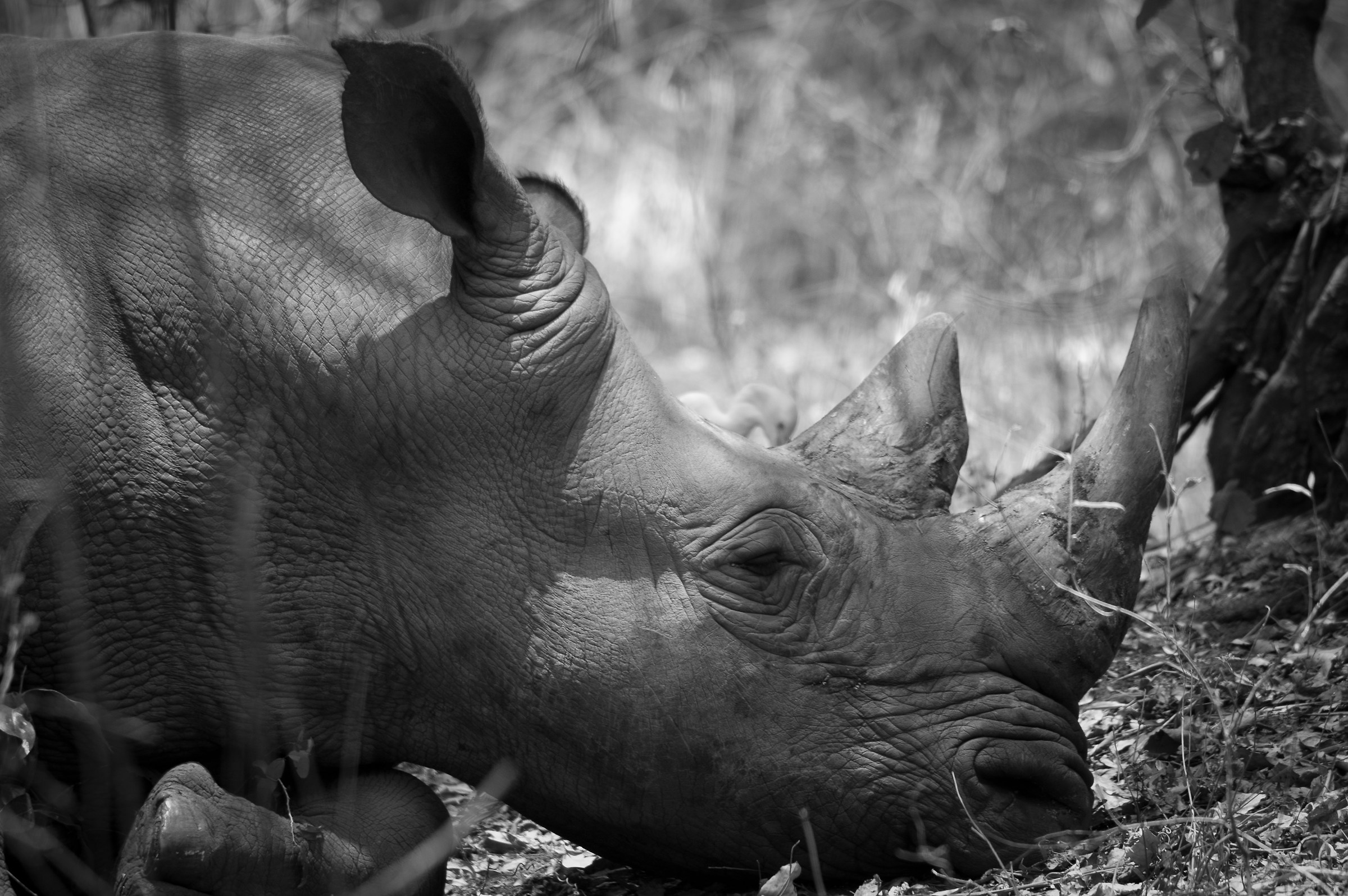 Ziwa Rhino (Uganda)