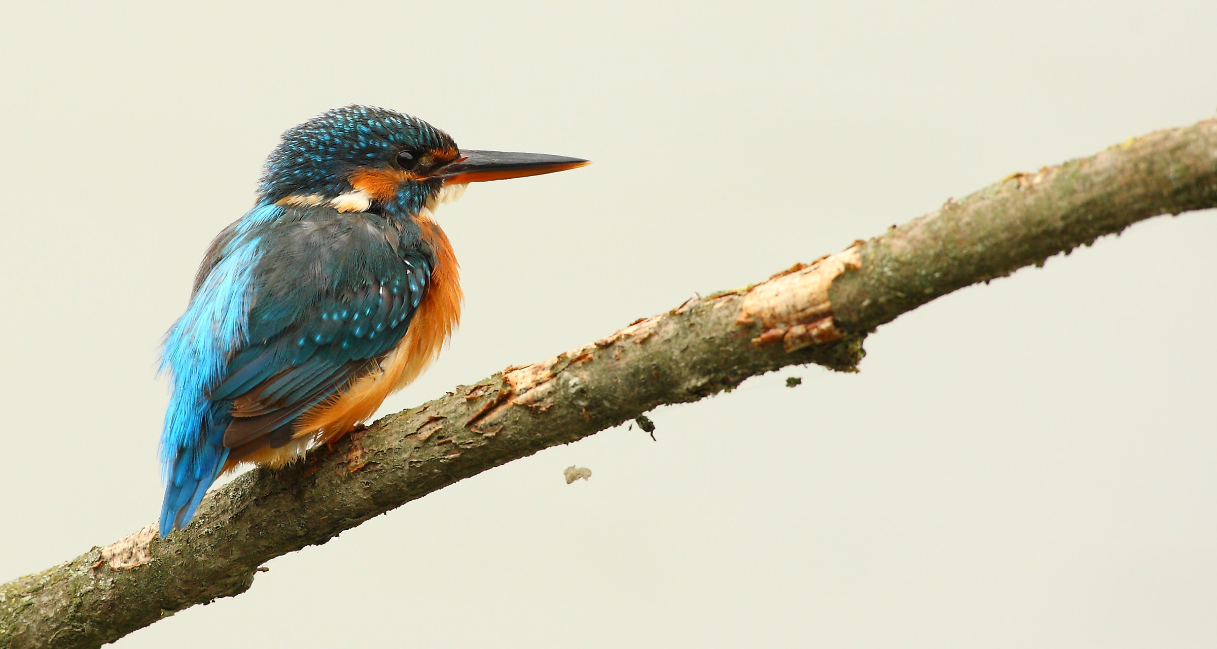 I so hungry that if the bill I'll eat a whale!