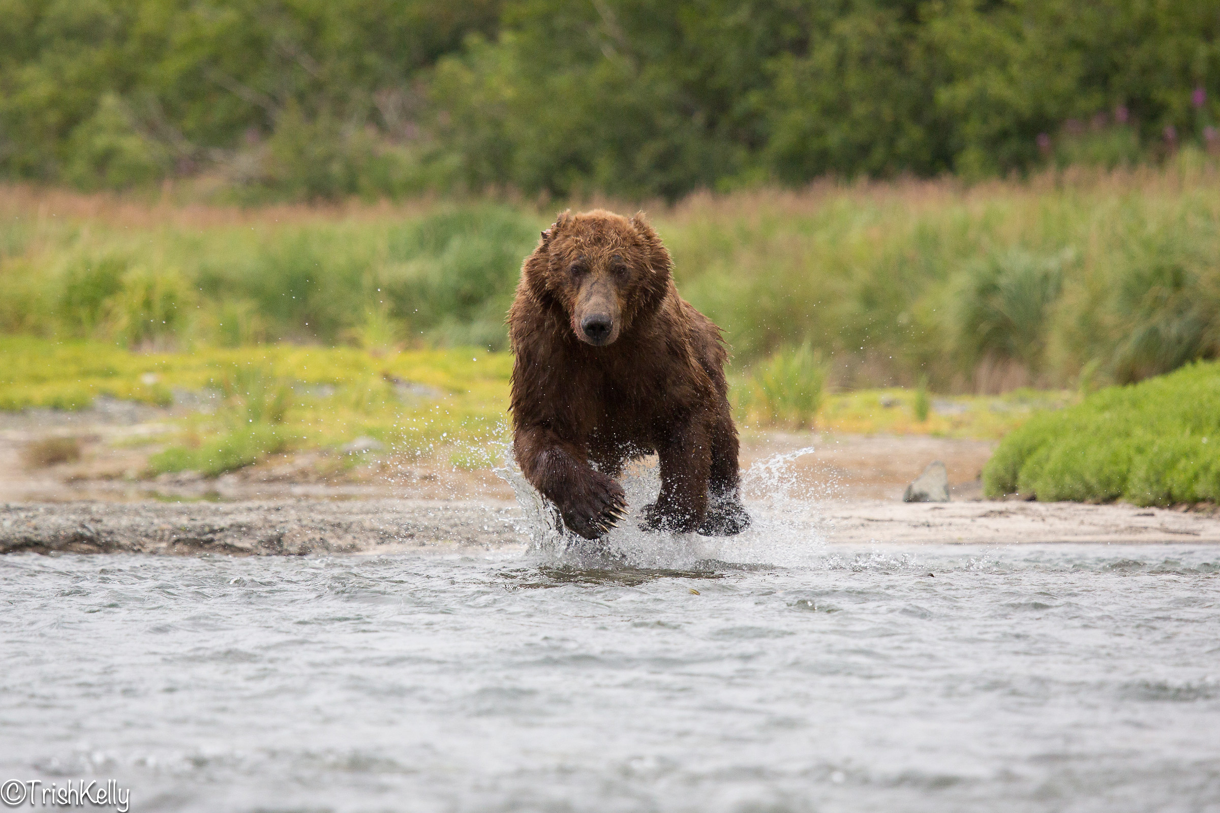 "Fearless Earless" Salmon hunting