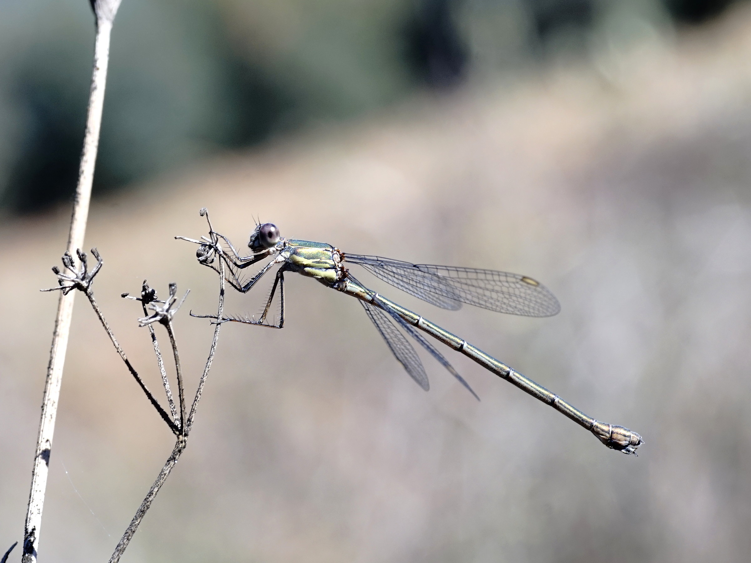 impnotizzatore of Orthoptera