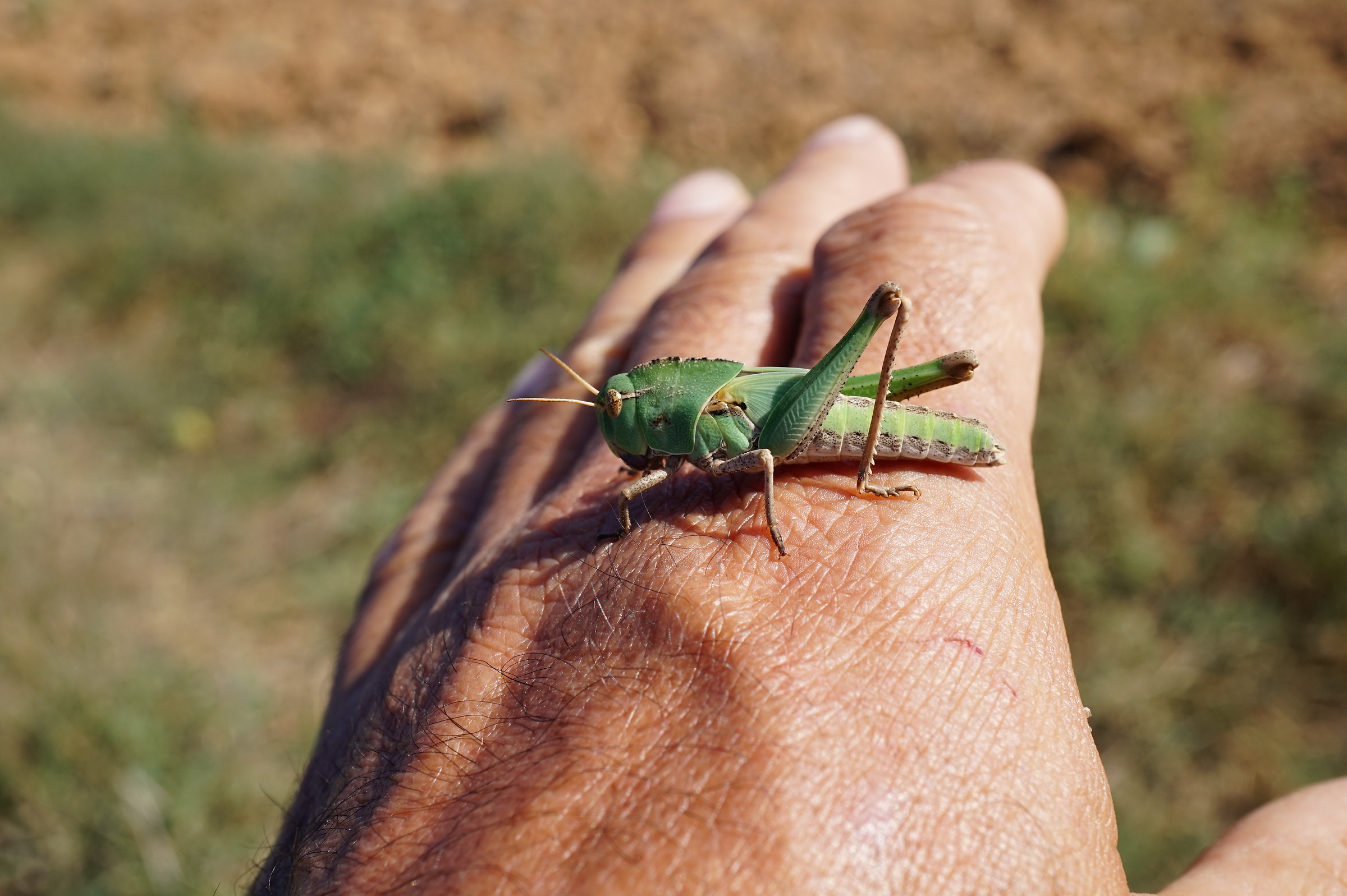 orthopteran trained