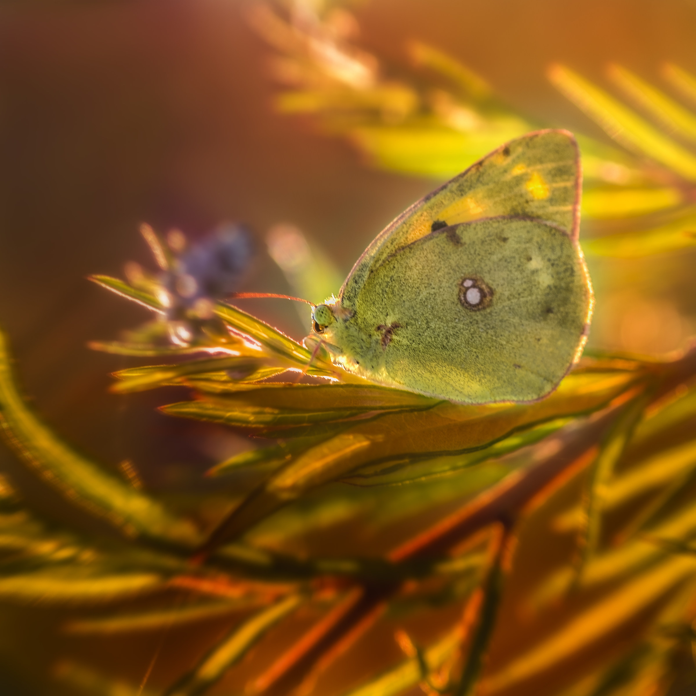 Colias Crocea ( madness around me )