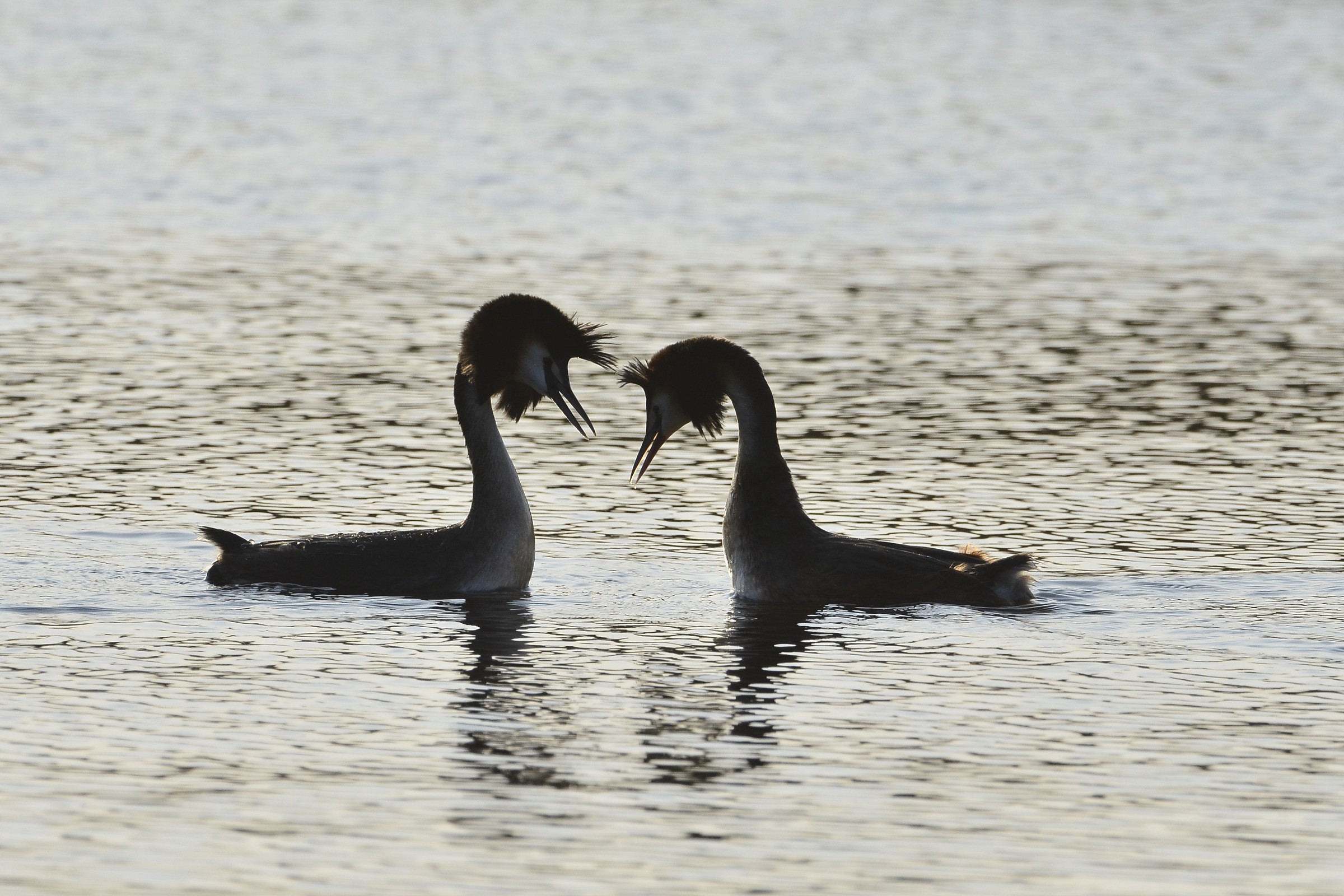 Svassi in controluce