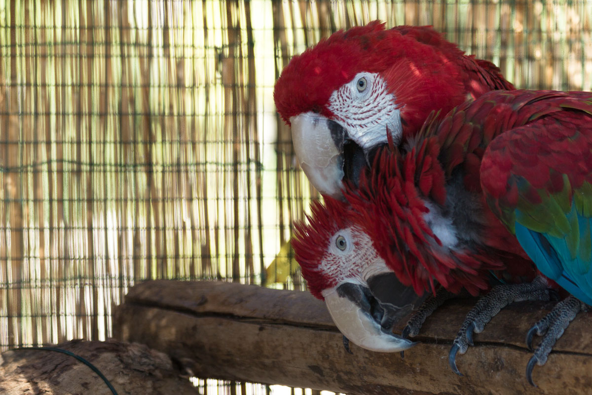 Taken by the collar ...