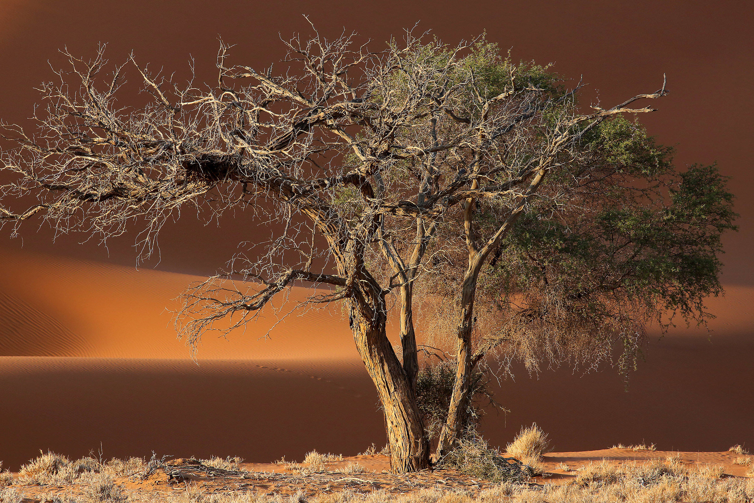 namibia 2015