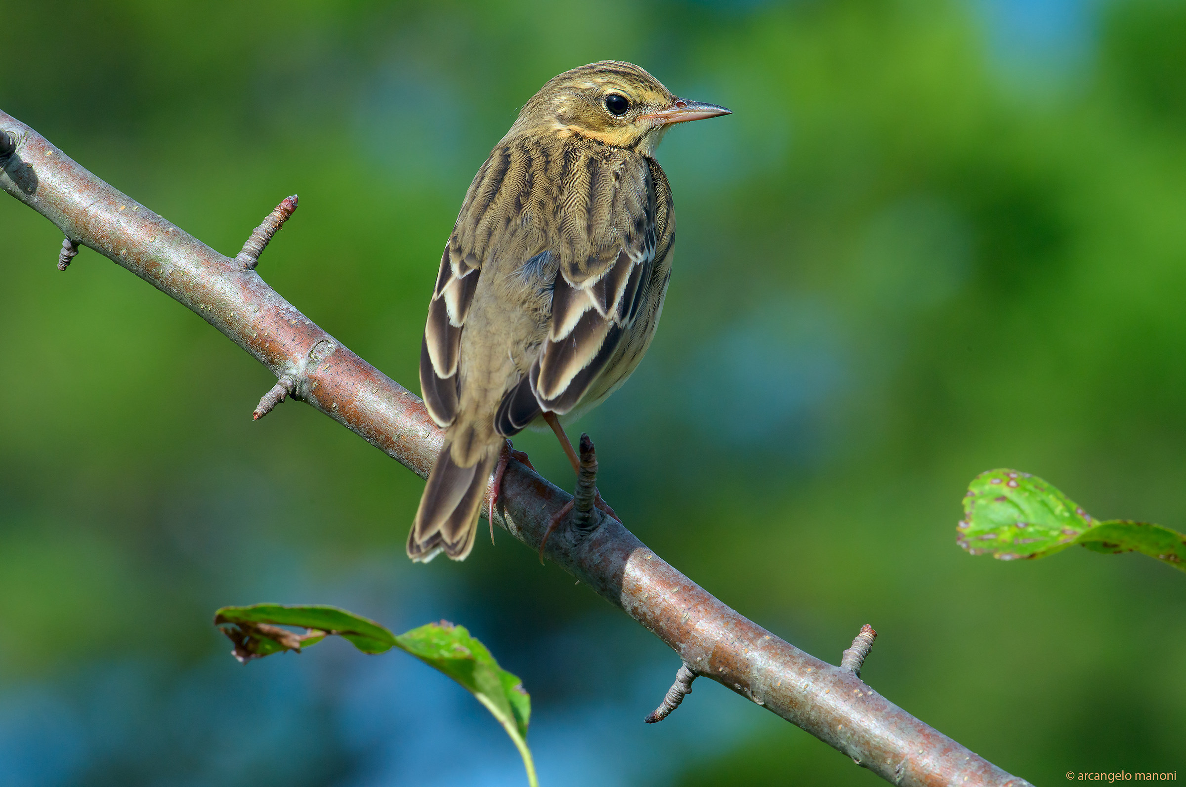 Prispolone di spalle