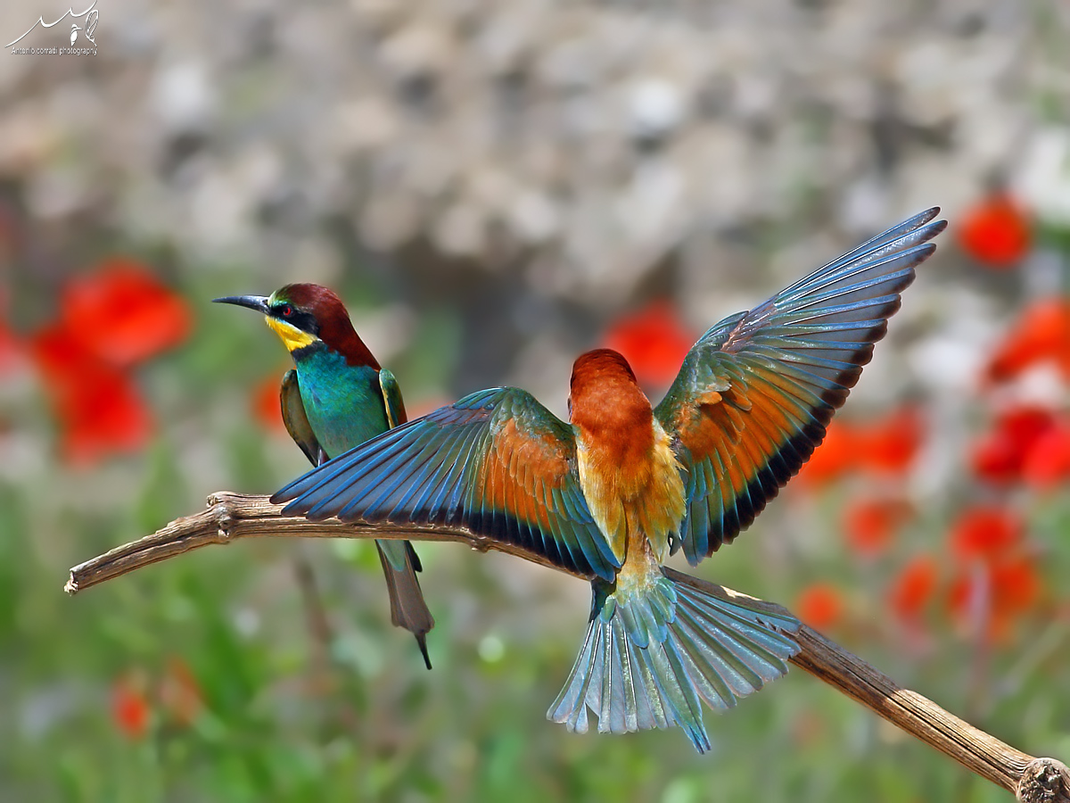 Di ritorno  da te....