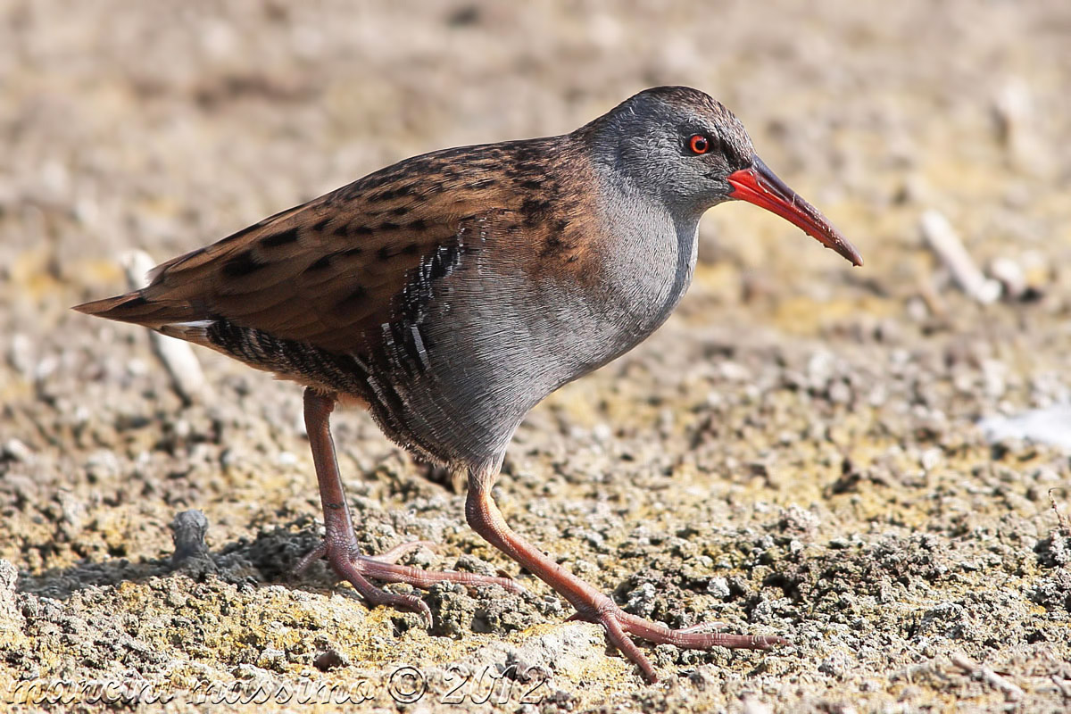 Water Rail (Rallus aquaticus)