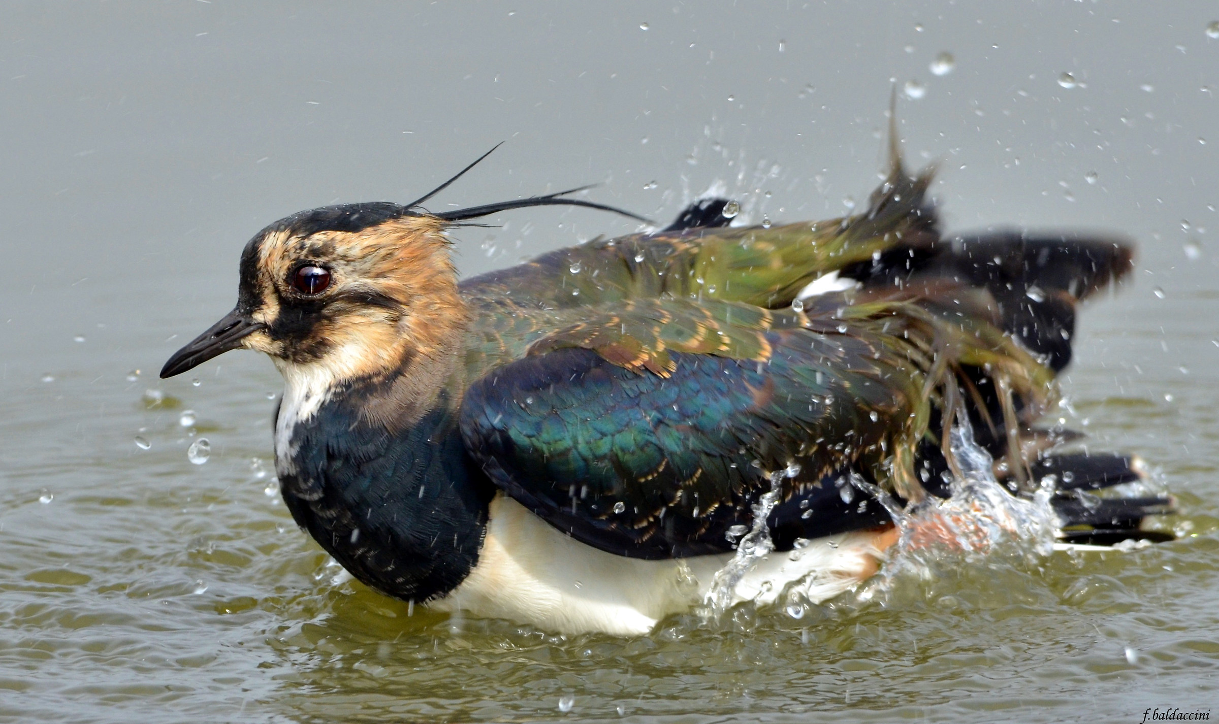 bathtime Lapwing