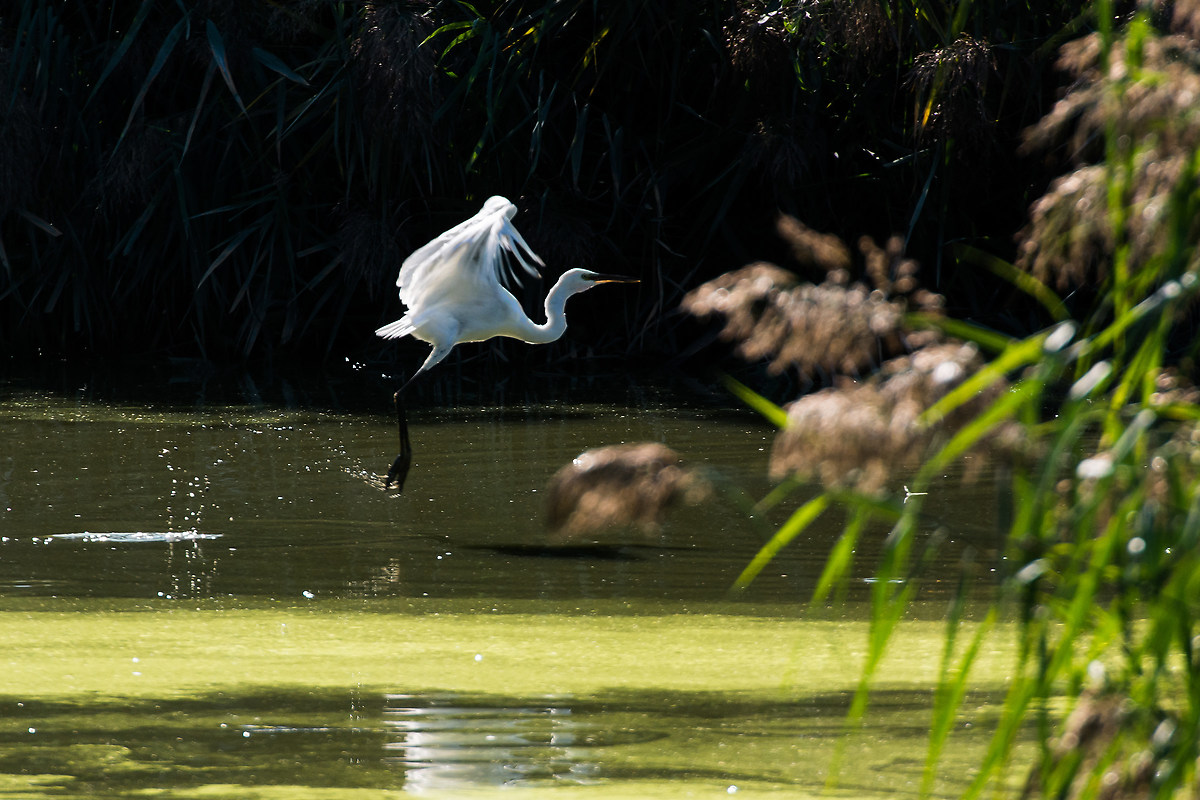 Egret