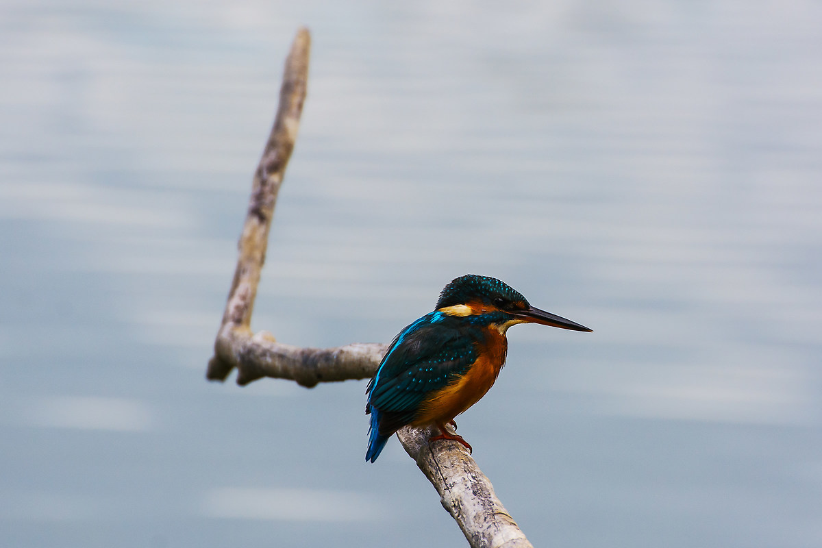 Kingfisher