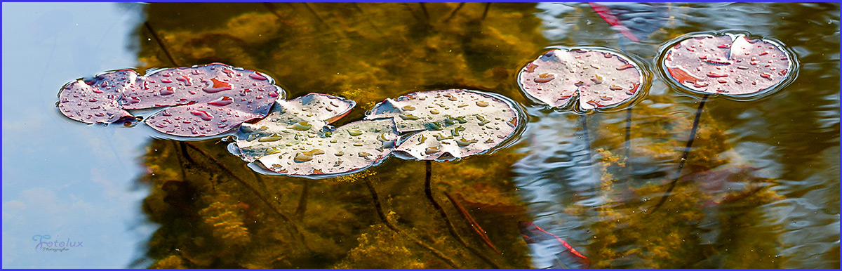 pianta di fior di lotto