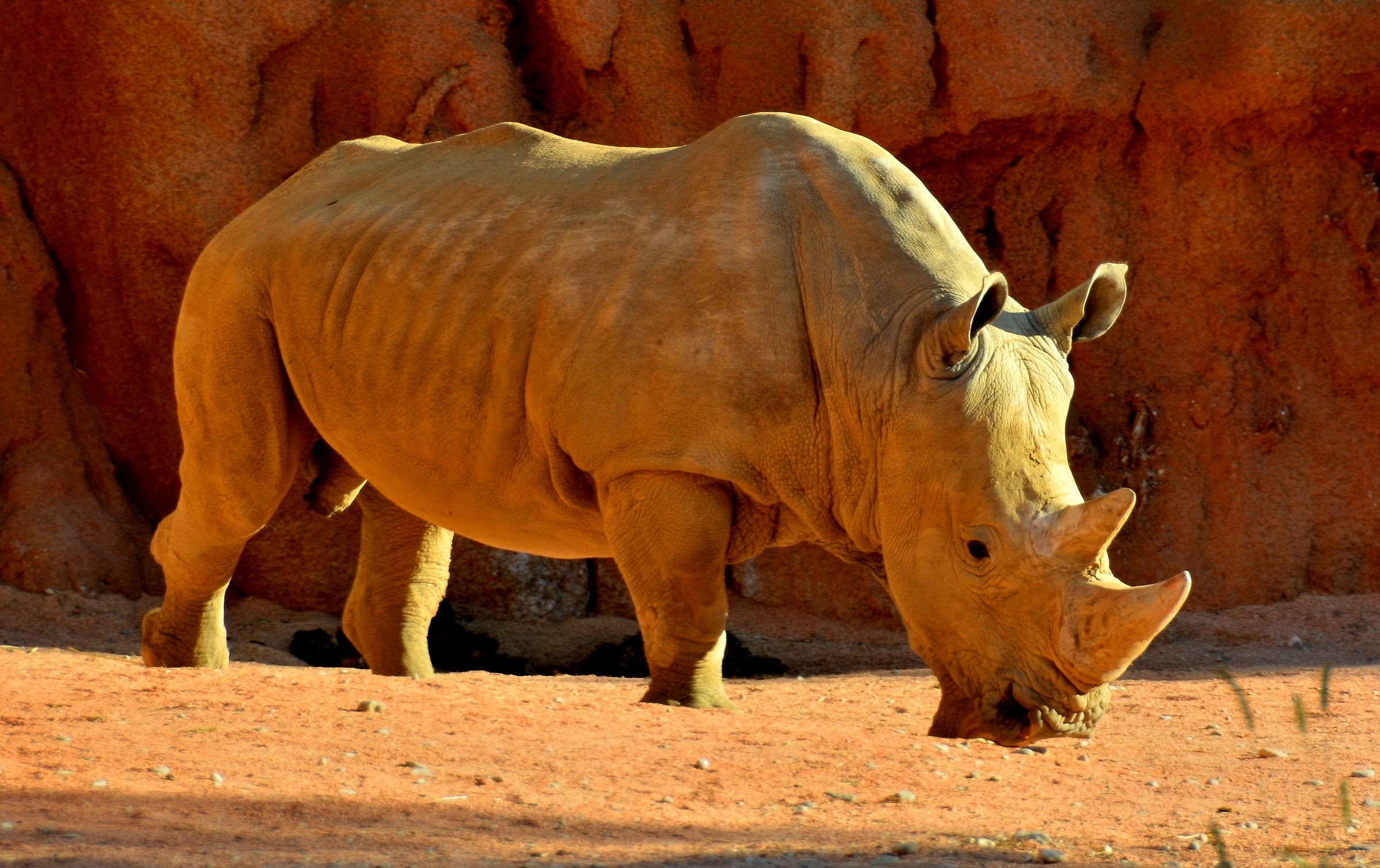 aspettando la carica