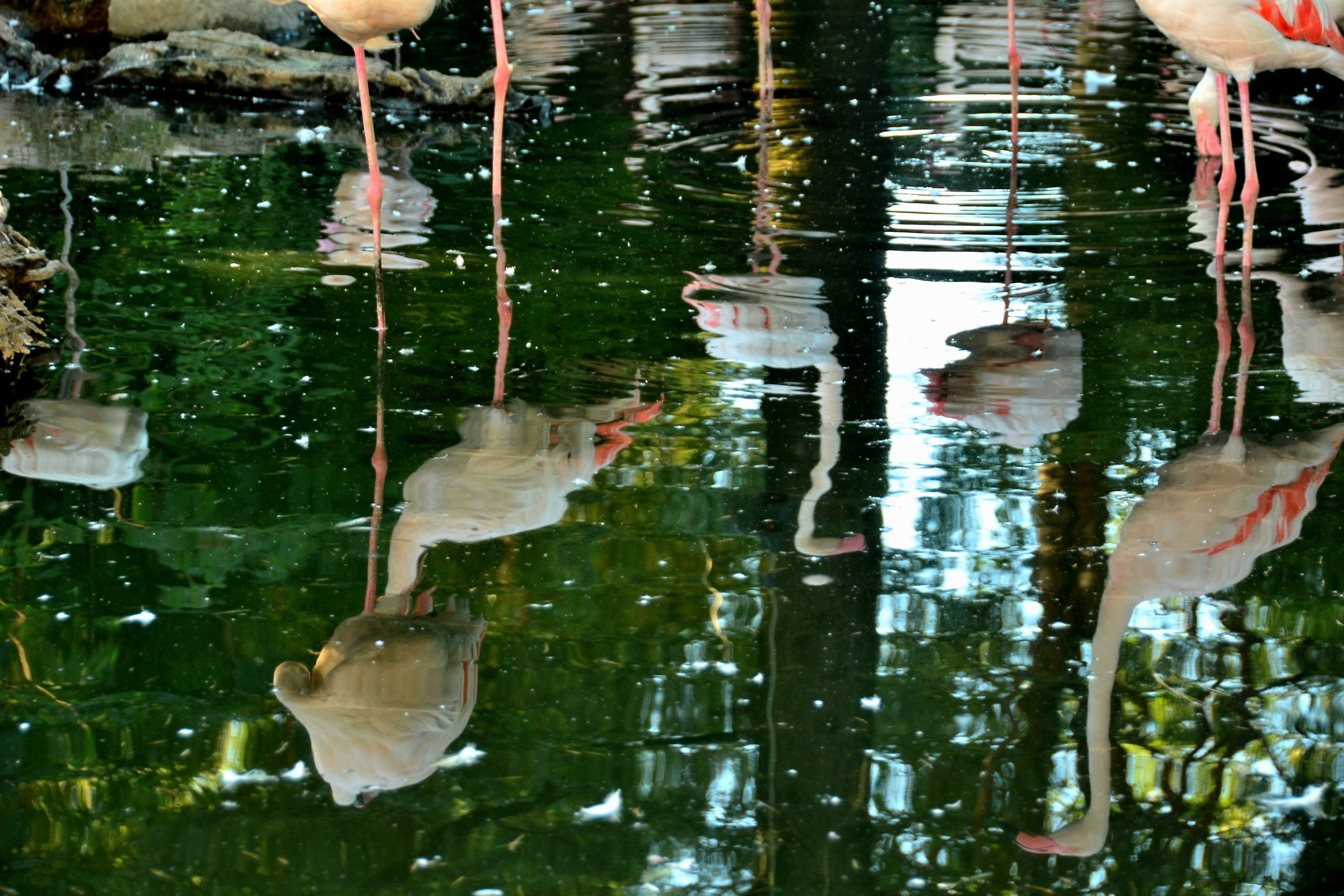 riflessi di gambe sull'acqua