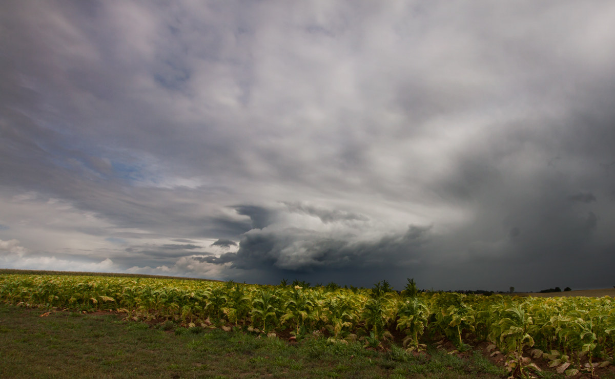 Tobacco field