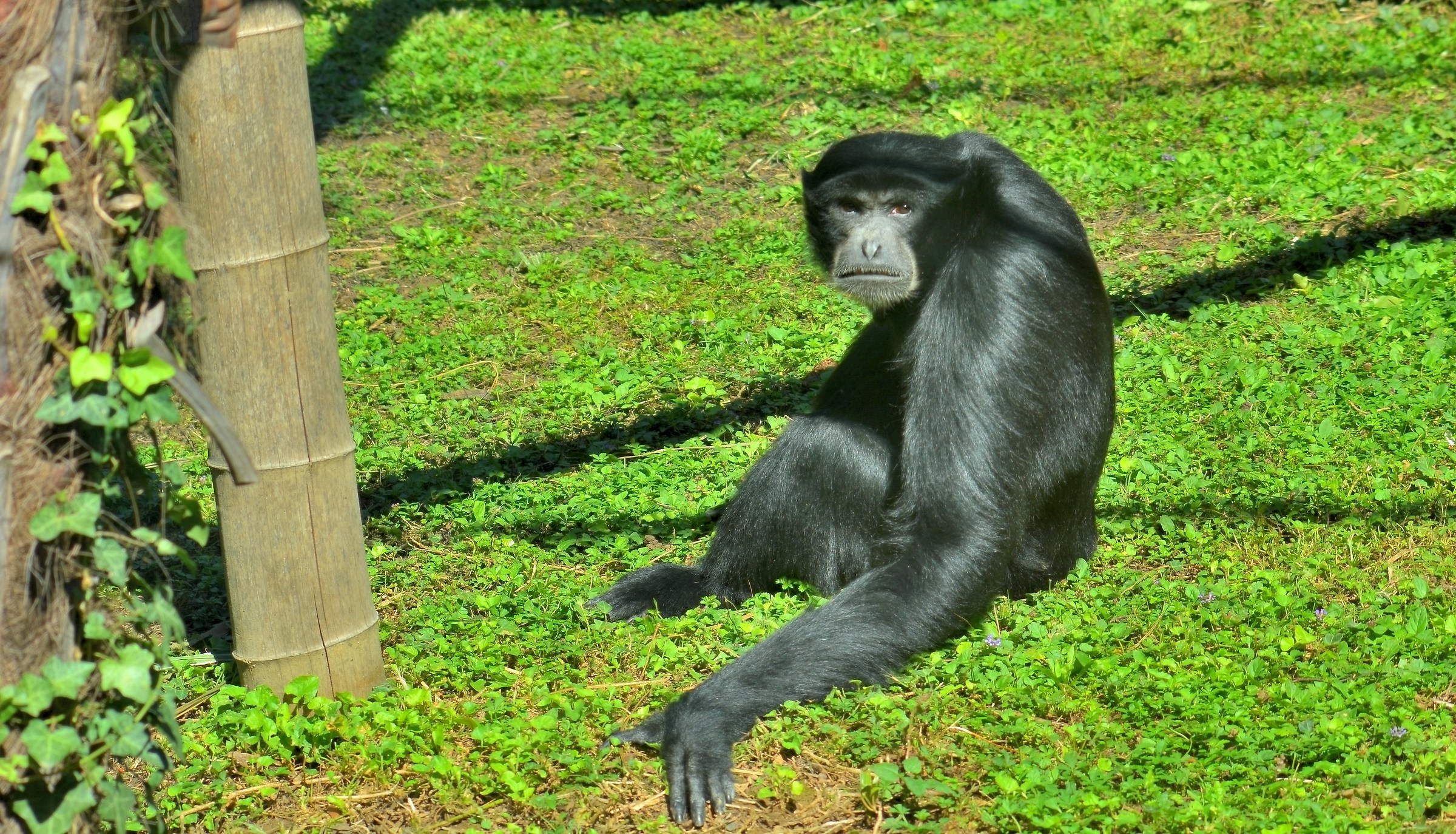 veramente un bel faccino