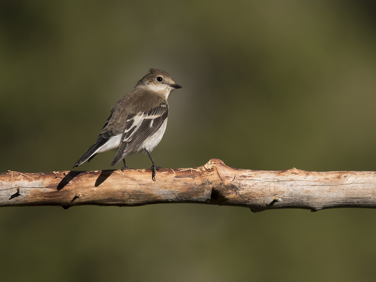 Flycatcher